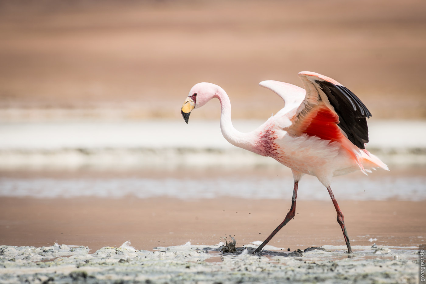 Bolivien Flamingo gwegner