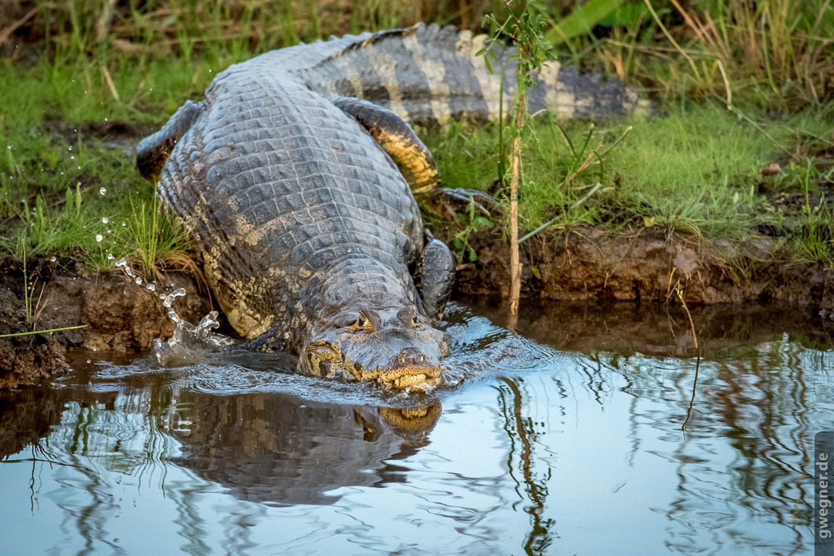 Pantanal_Alligator_gwegner