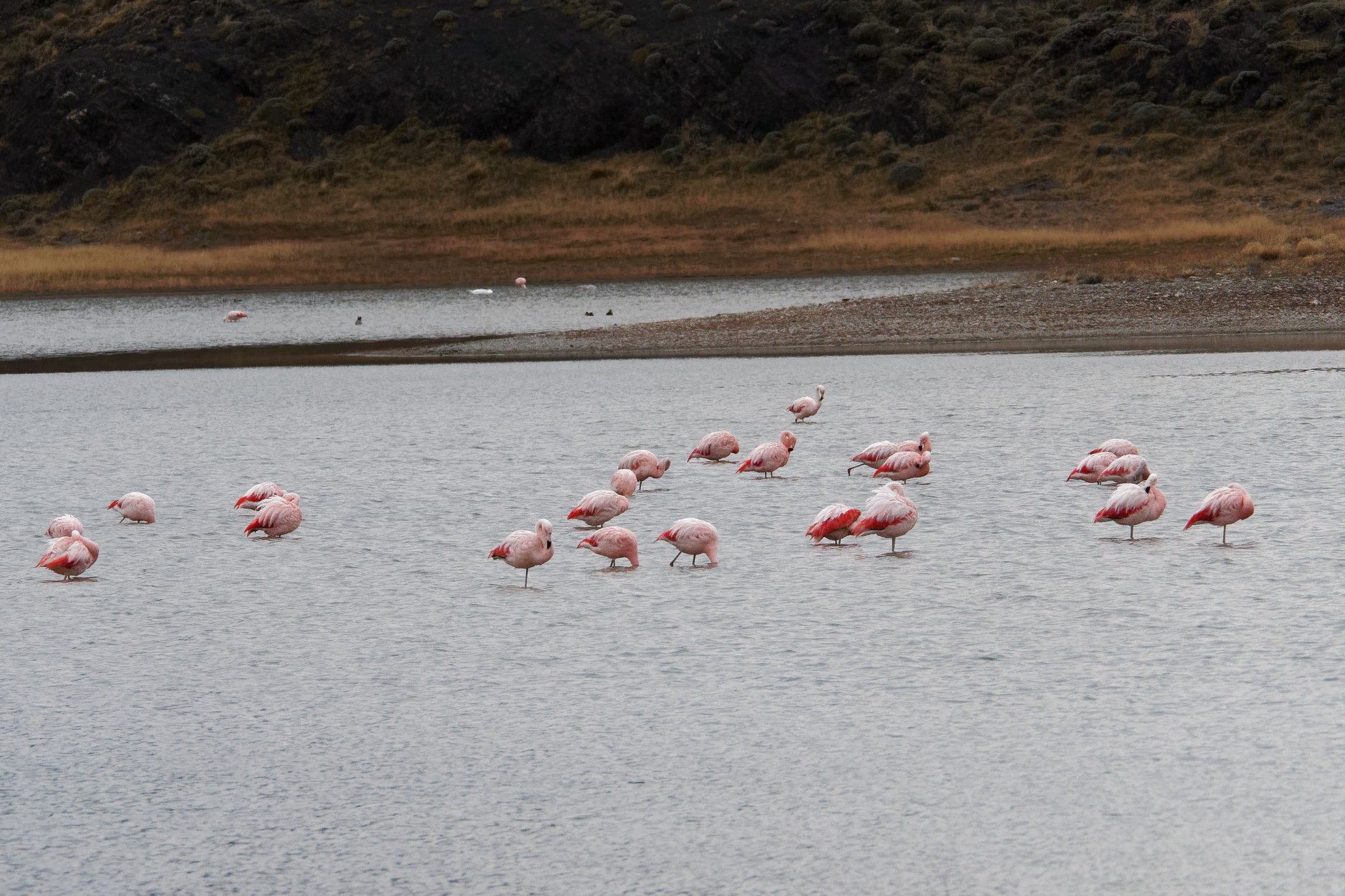 Flamingos im NP Torres del Paine. © Gerd Tünker