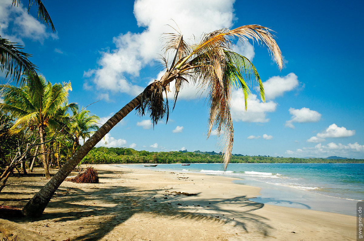 Costa Rica Palme Strand gwegner