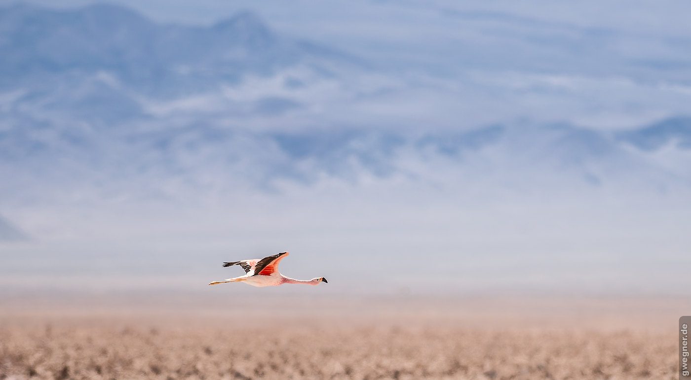 Atacama Flamingo gwegner