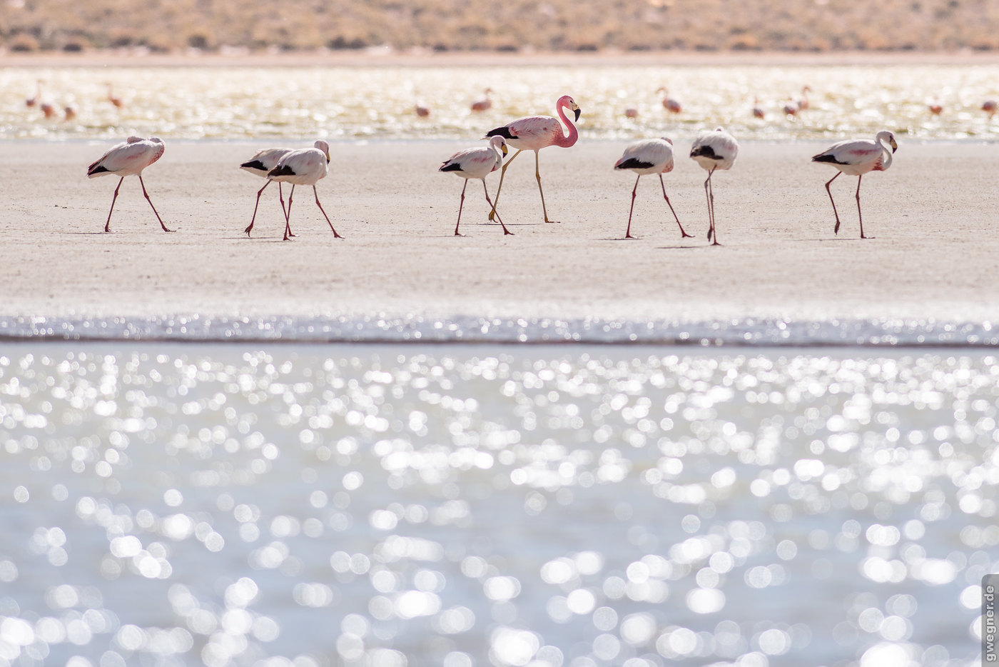 Bolivien Flamingos Lagune gwegner