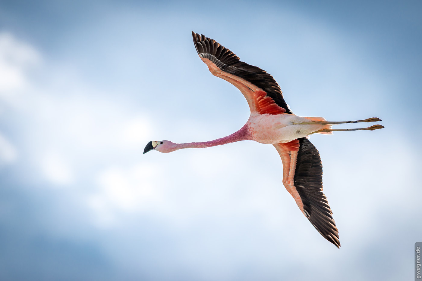 Bolivien Flamingo gwegner