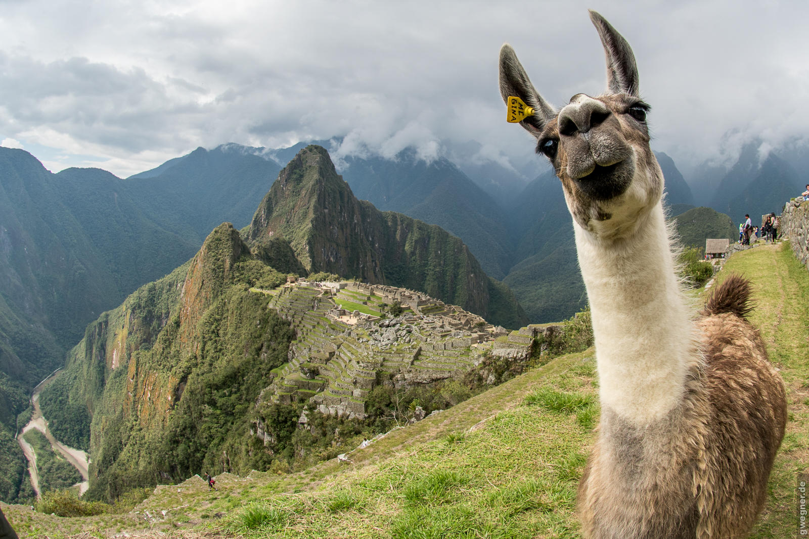 Peru Lama Machu Picchu gwegner