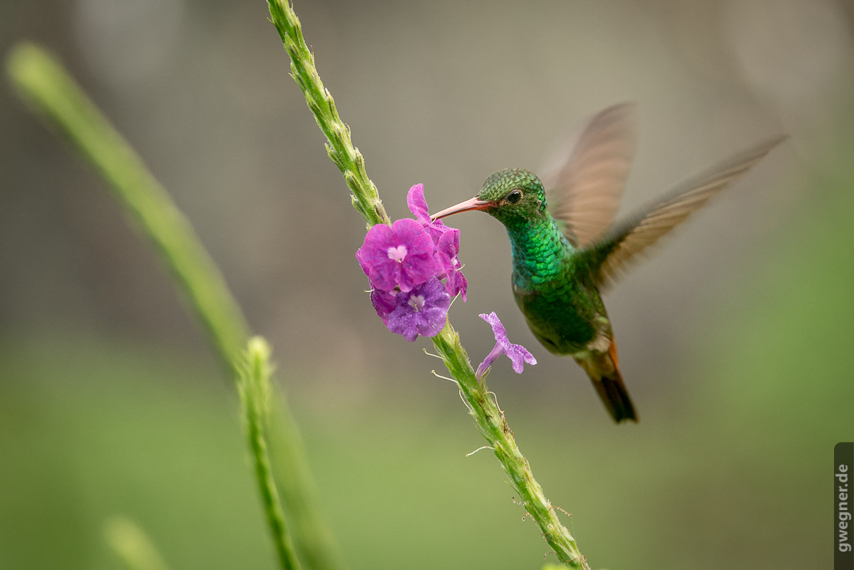 Costa Rica Kolibri gwegner