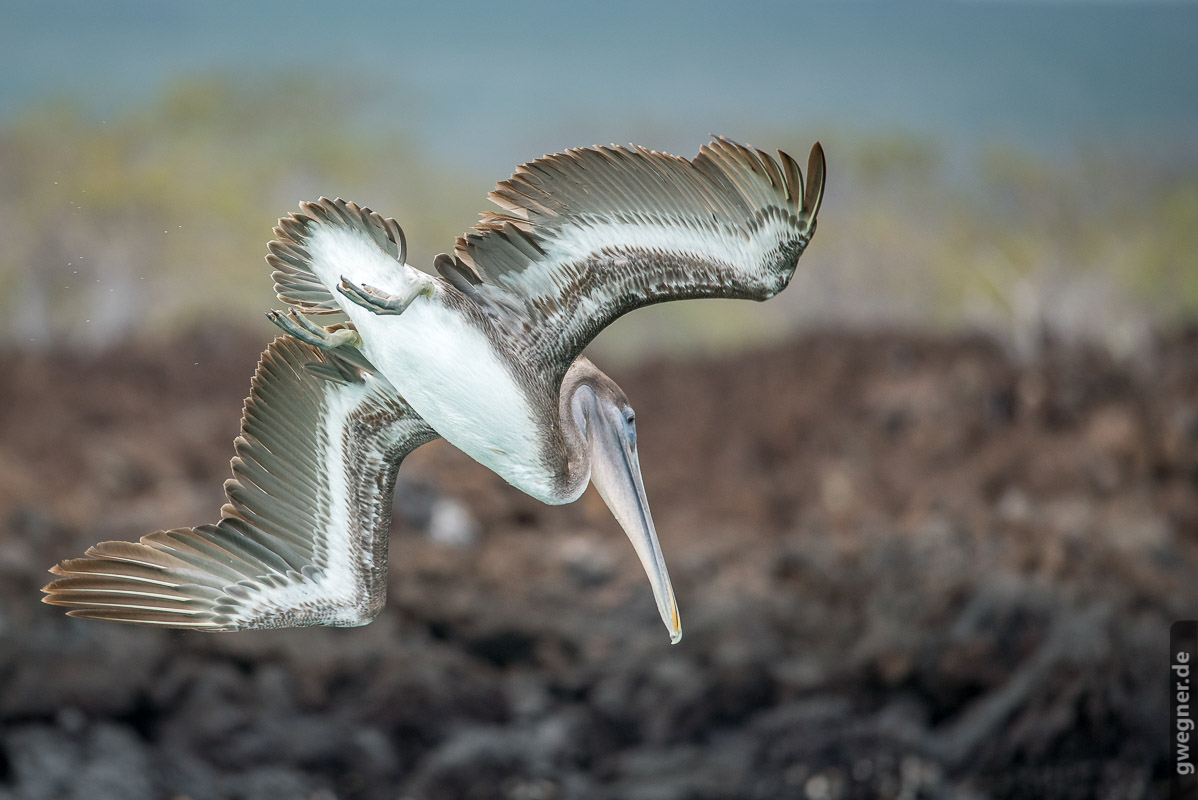 Galapagos Pelikan gwegner