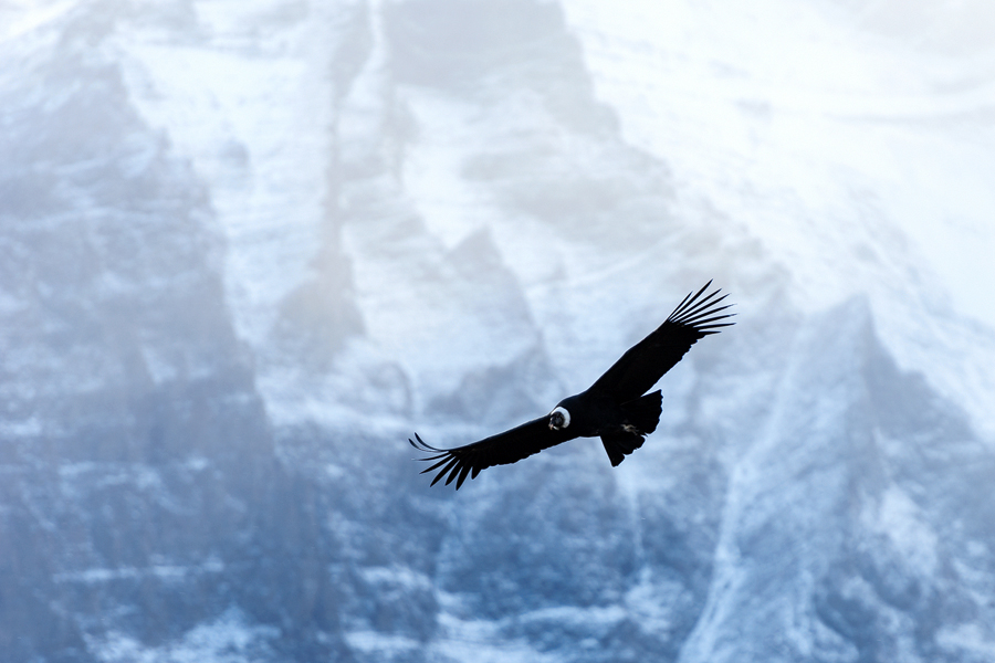 Condor Torres del Paine