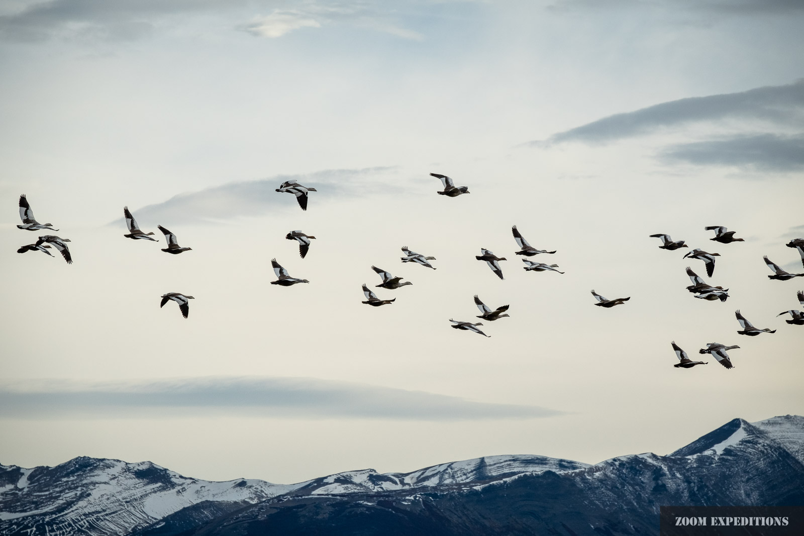 Entenvögel in Patagonien