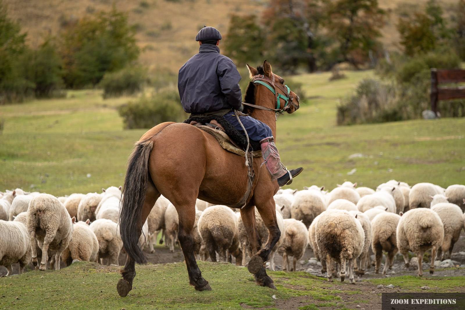 Patagonischer Gaucho treibt Schafe auf die Weiden.
