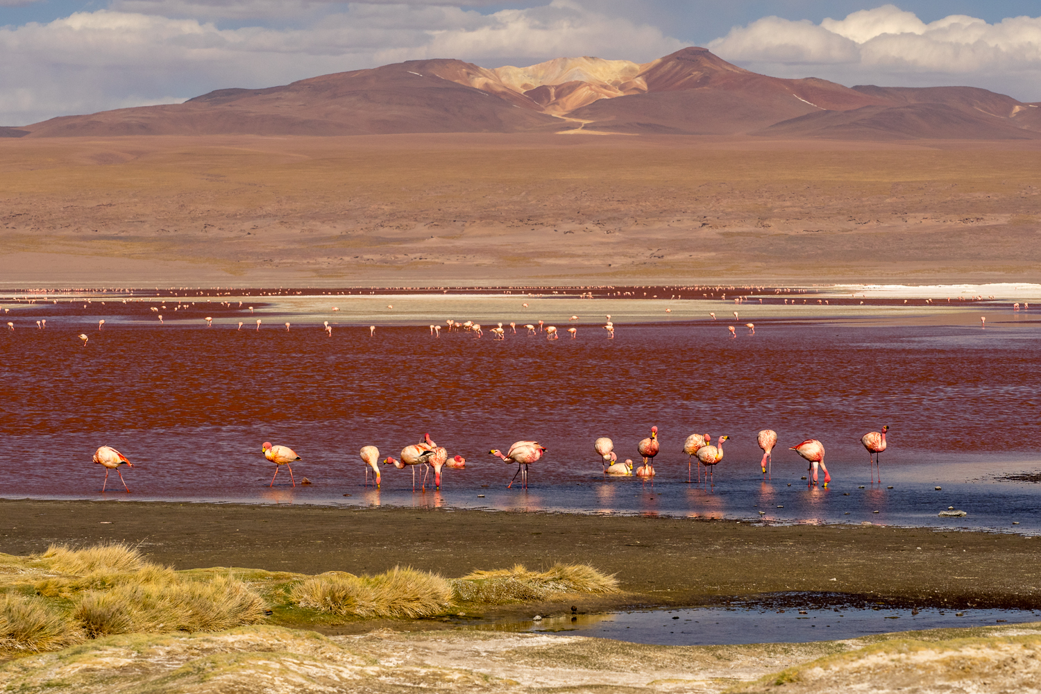 Flamingos Laguna Roja