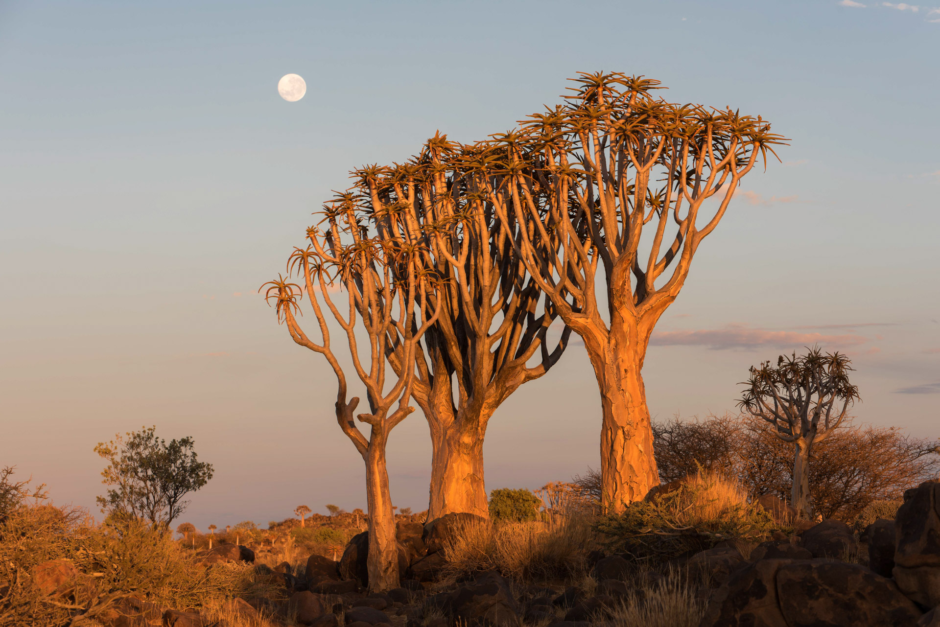 Köcherbäume Namibia mit Vollmond von Dirk Steuerwald