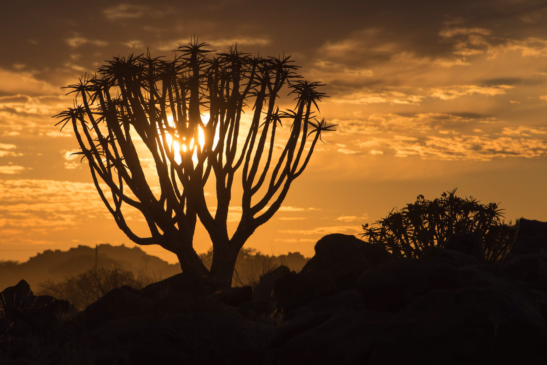 Köcherbäume Namibia Sunset von Dirk Steuerwald