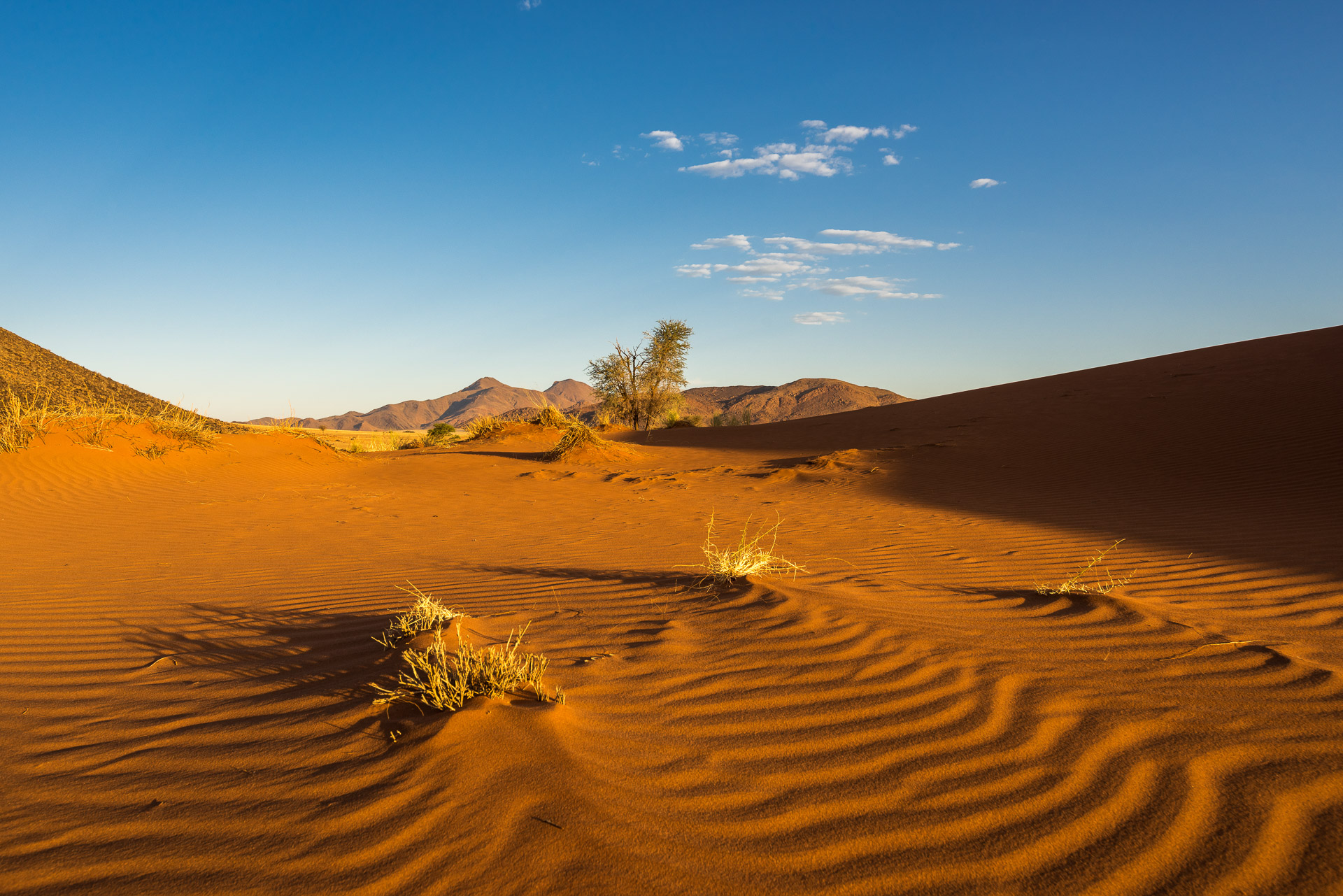 Namibia Düne + Baum + Berg