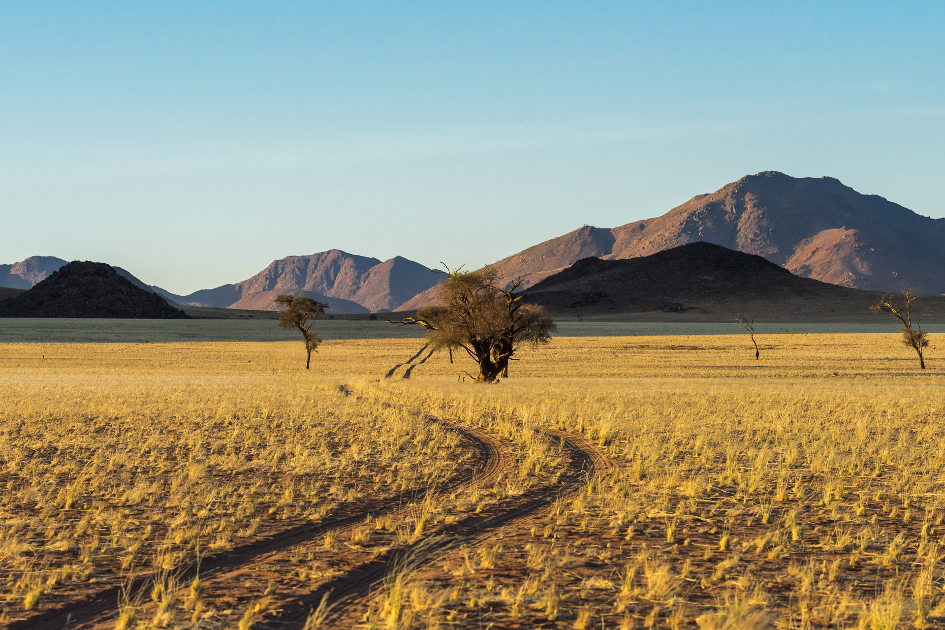 Namibia Landschaft mit grünem Teppich von Dirk Steuerwald