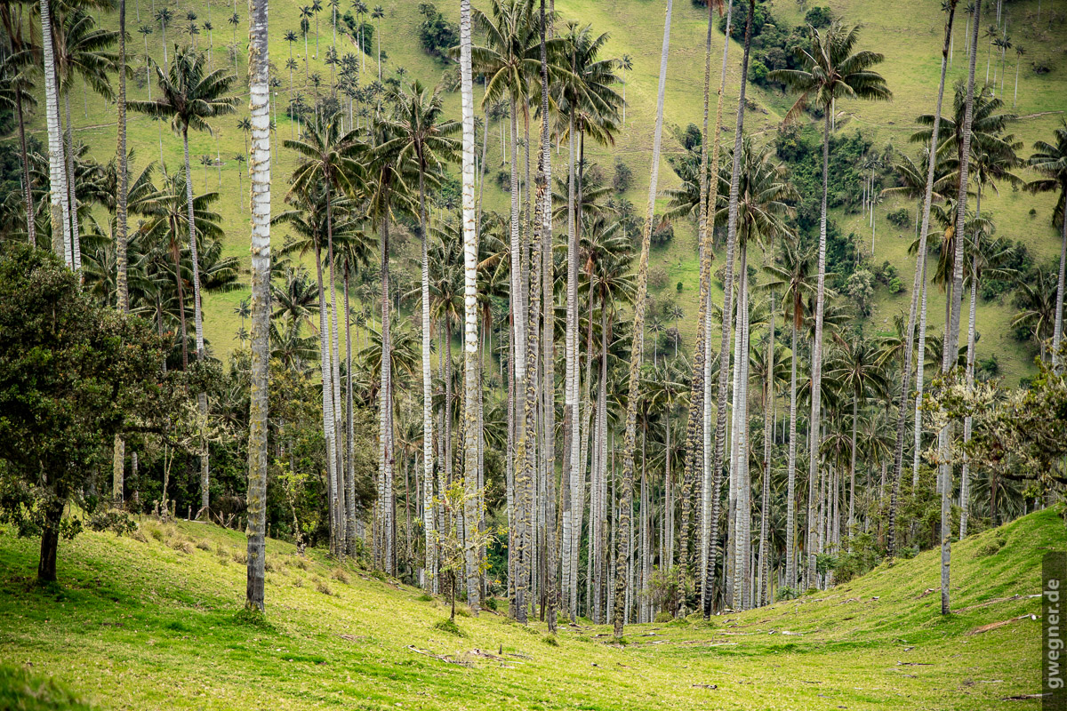 Gunther Wegner Photo Colombia 2018 wax palms