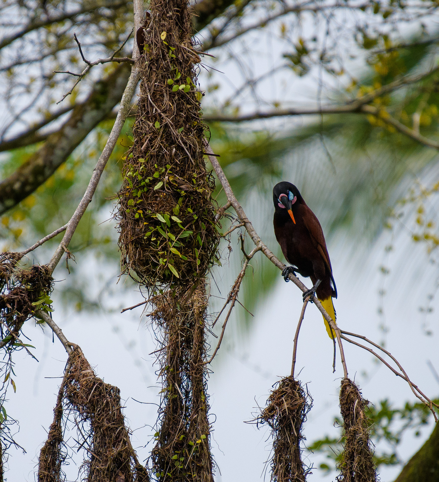 Montezumastirnvogel vor seinem Nest - © Annette Jahnke