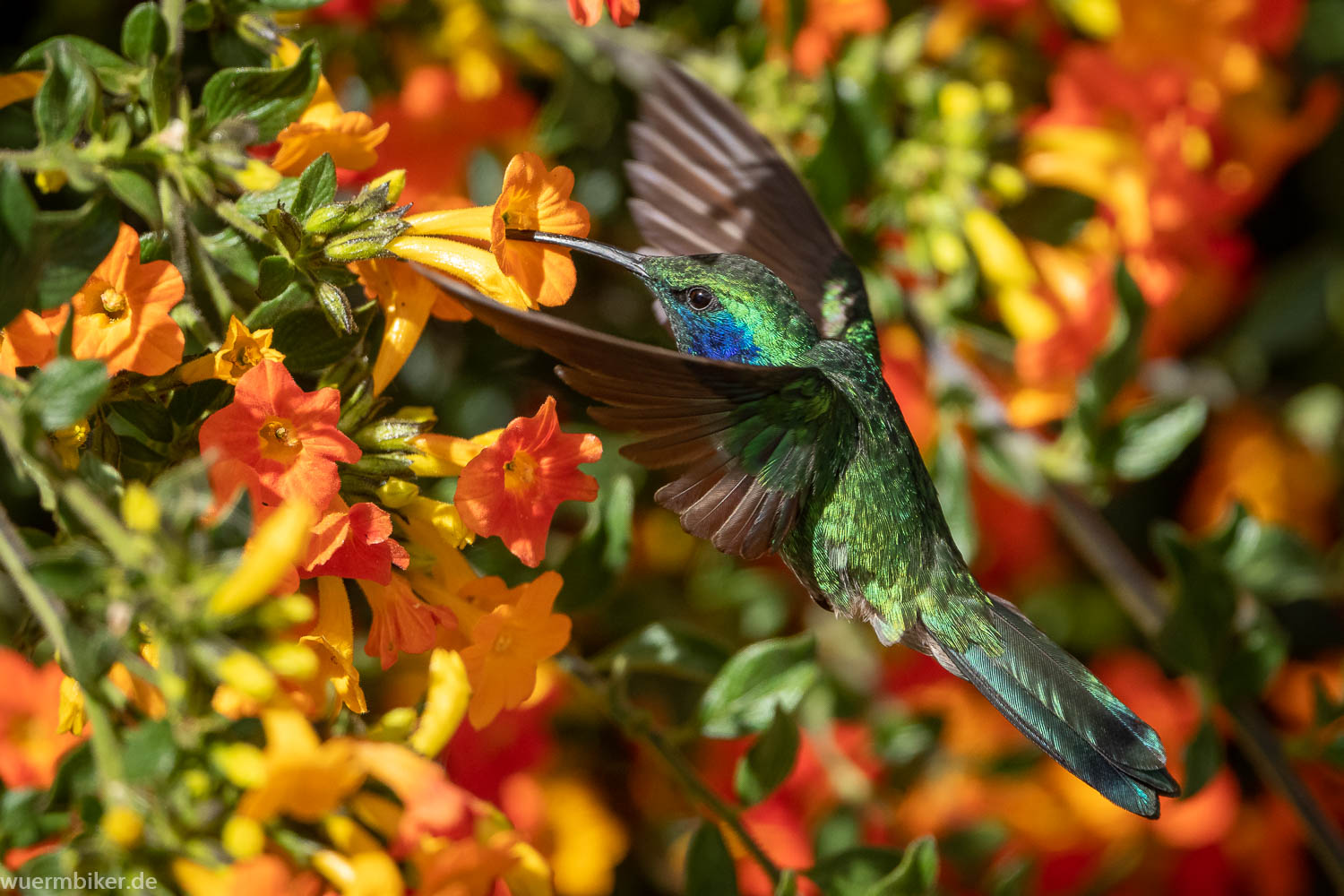 Kolibri in Costa Rica - © Carlo Schüler 
