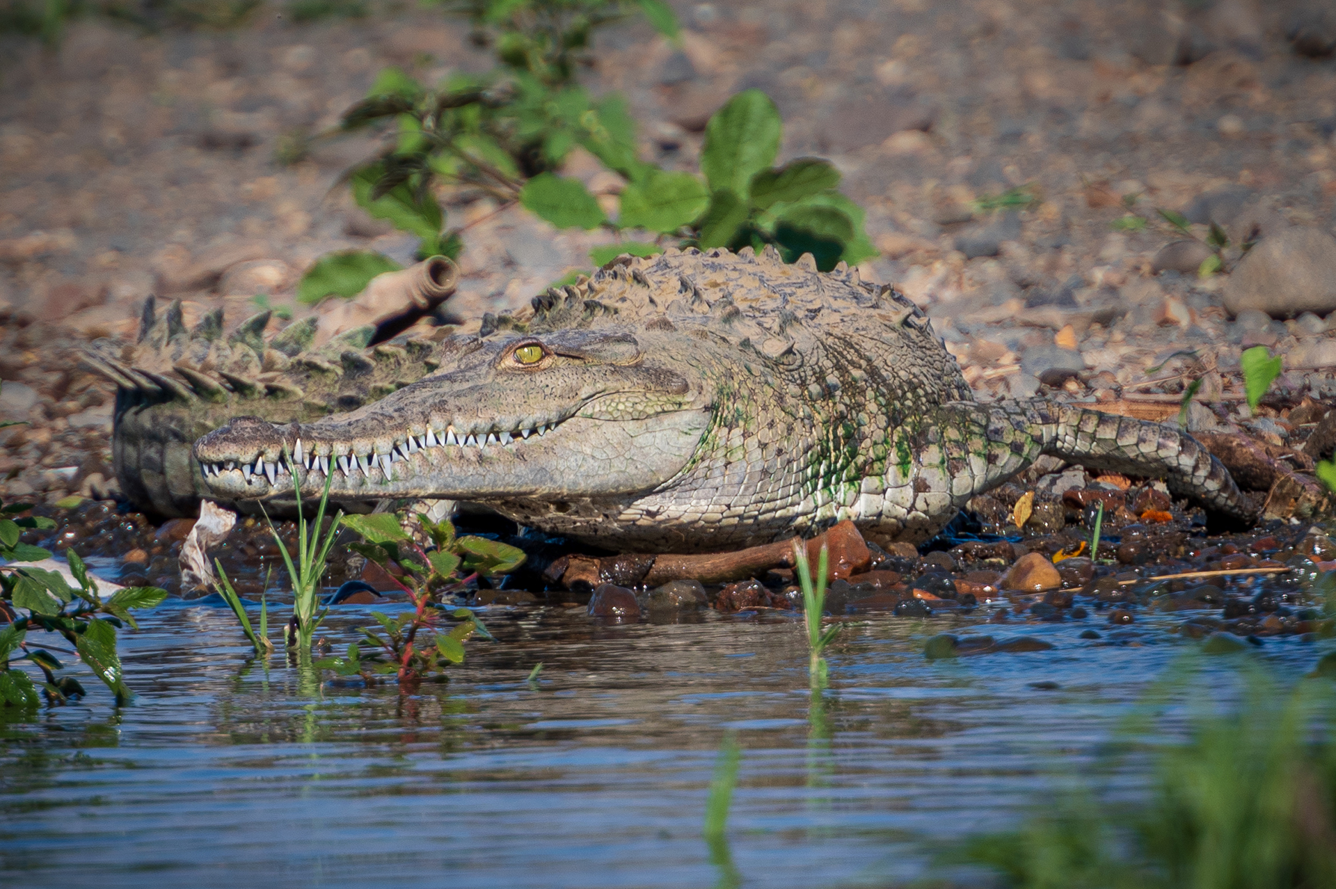 Krokodil Costa Rica © Judith Bobe