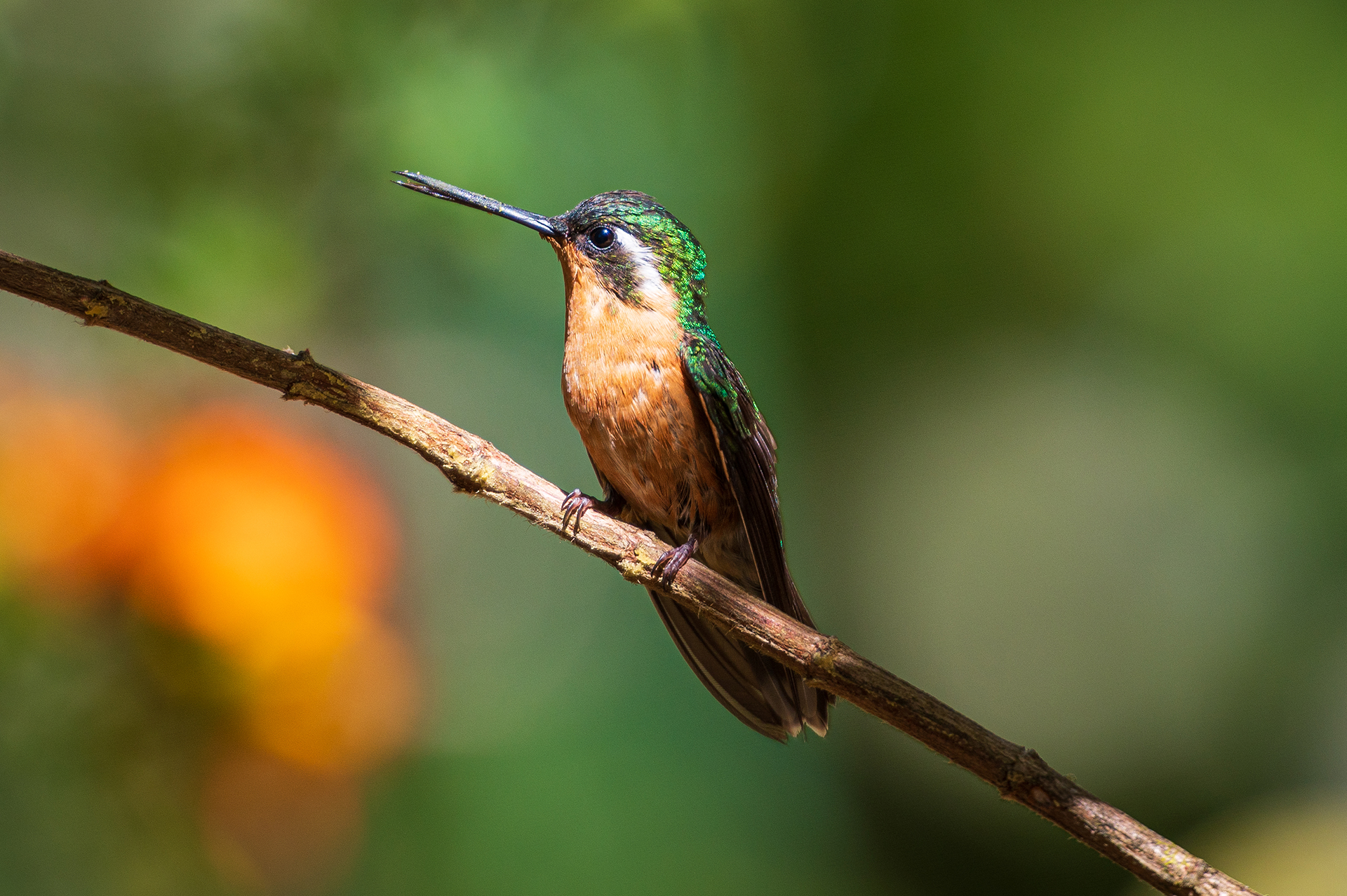 Kolibri - © Judith Bobe
