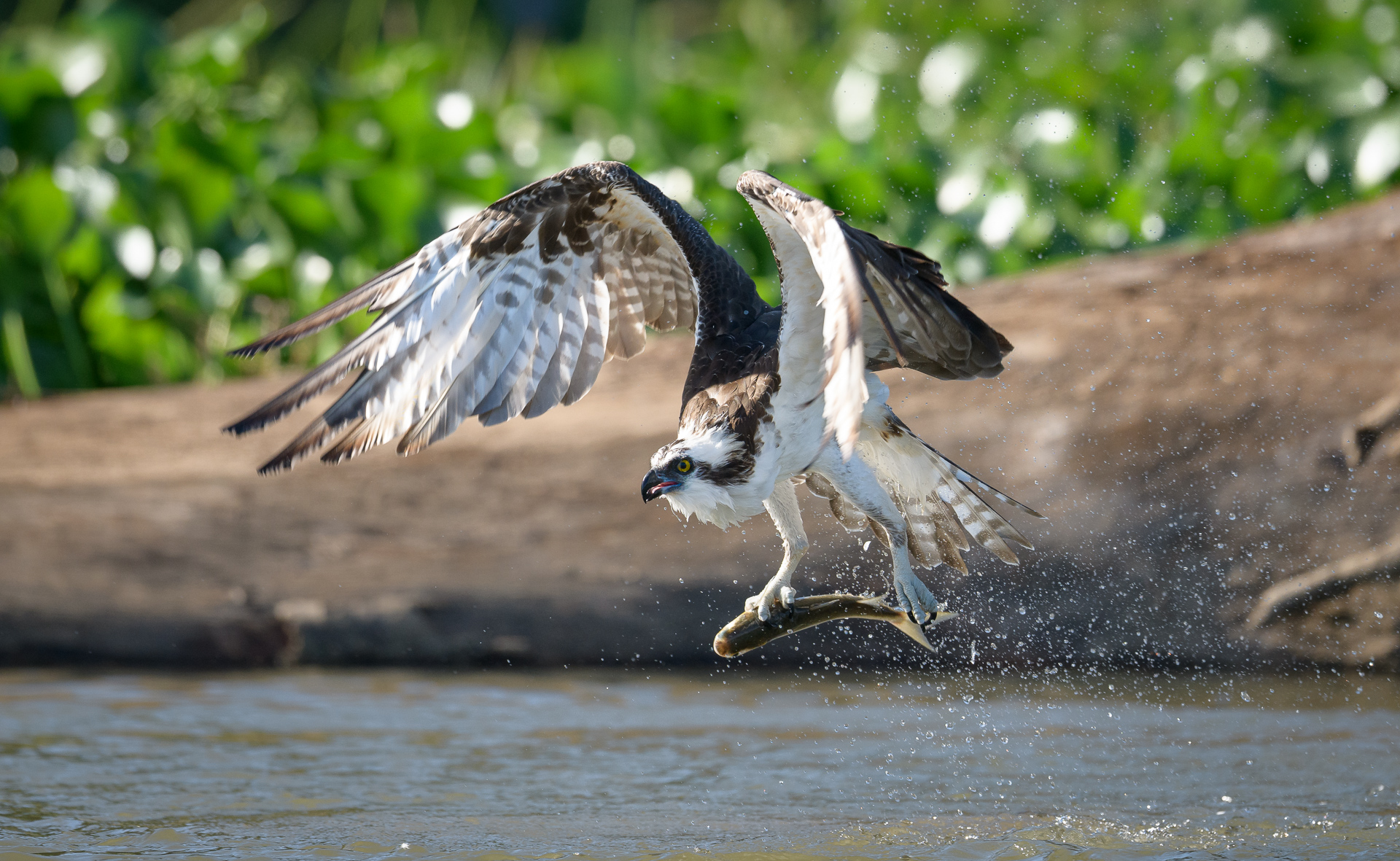 Costa Rica Fischadler mit Fang - © Frank Jahnke 