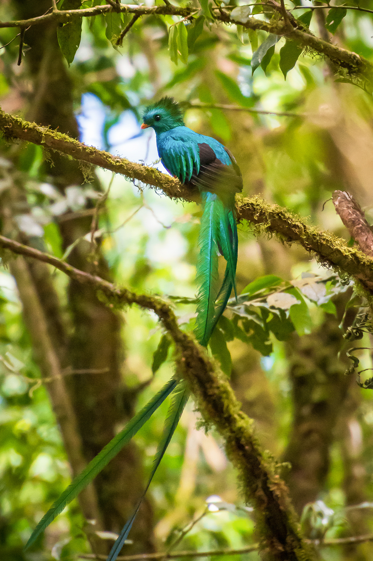 Quetzal © Judith Bobe