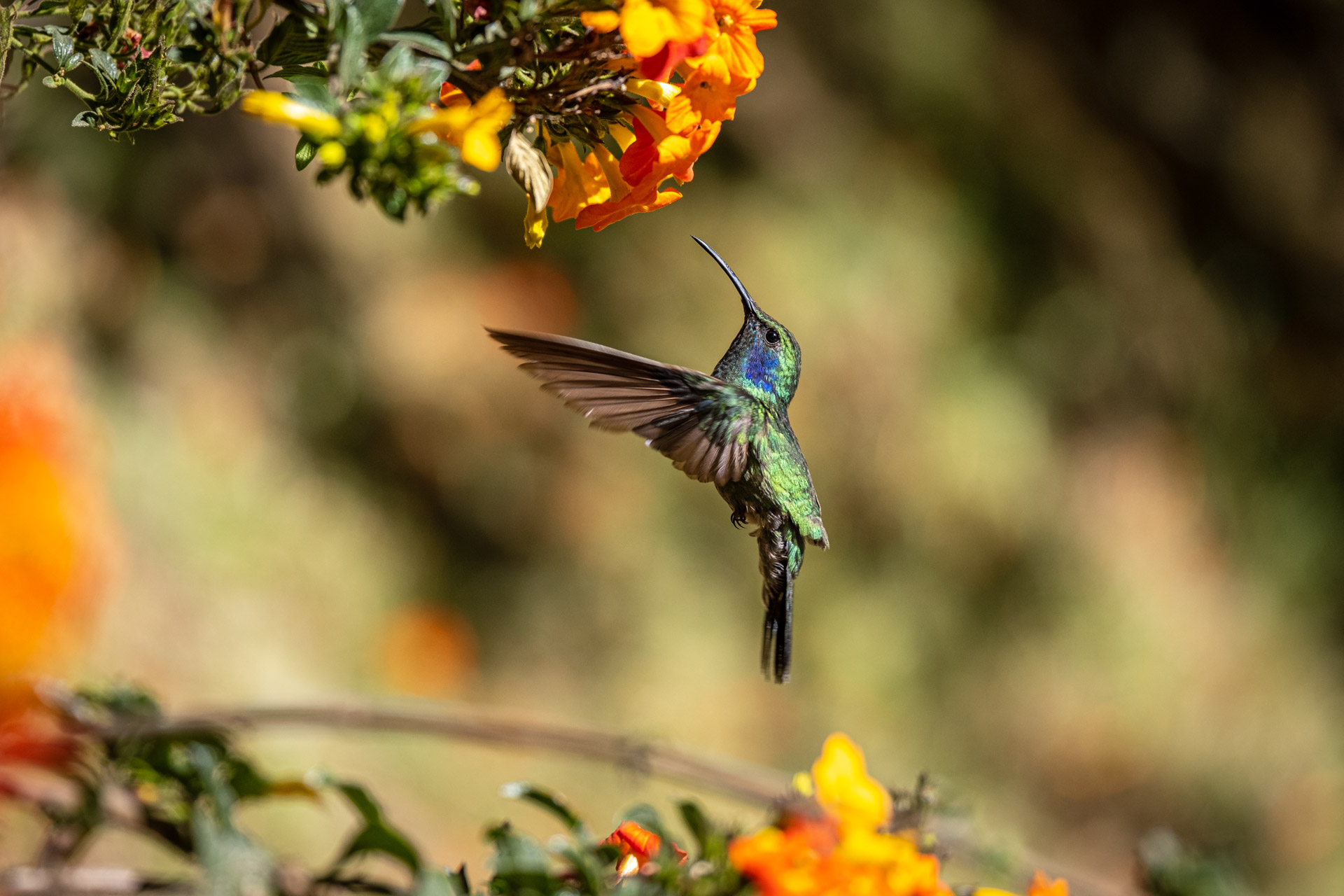 Kolibri - Costa Rica 2020