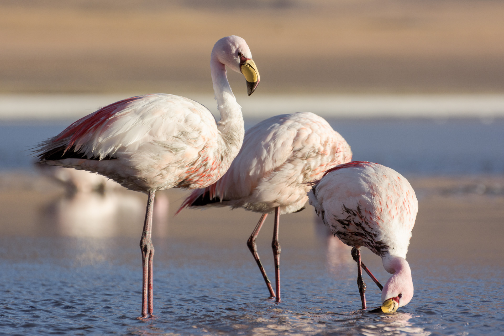 Flamingo im Hochland Boliviens - Foto von Martin Leonhardt