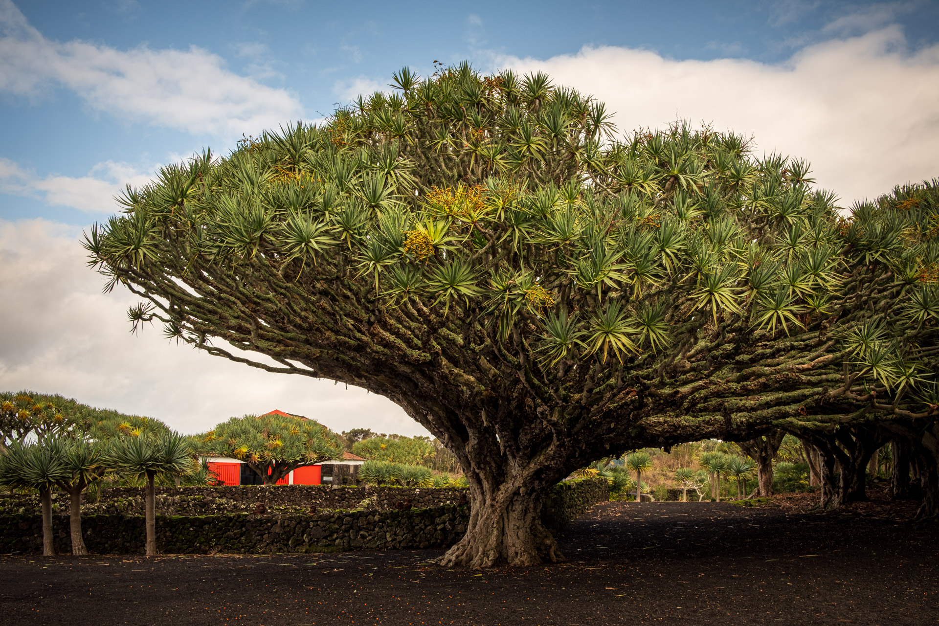 Drachenbaum auf Pico. (Azoren)