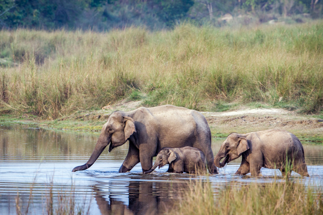 Bardia Nationalpark - Elefanten