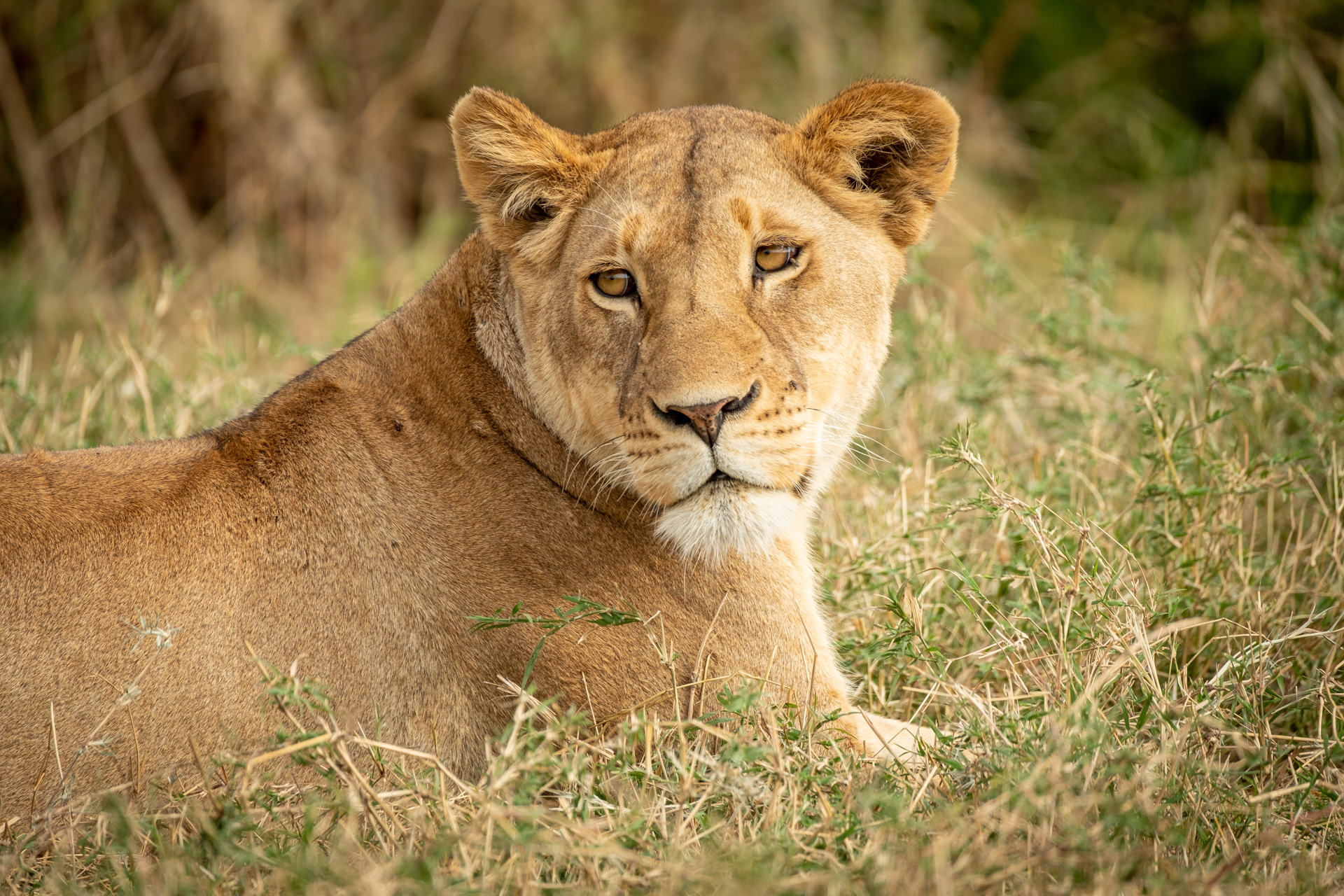 Entspannte Löwin in der nördlichen Serengeti.
