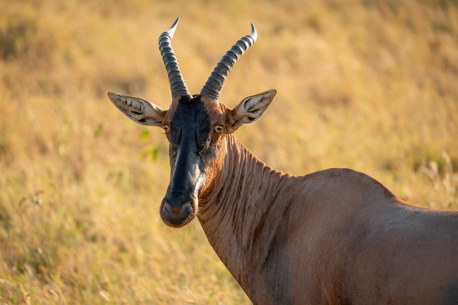 Topi-Antilope in der Serengeti.