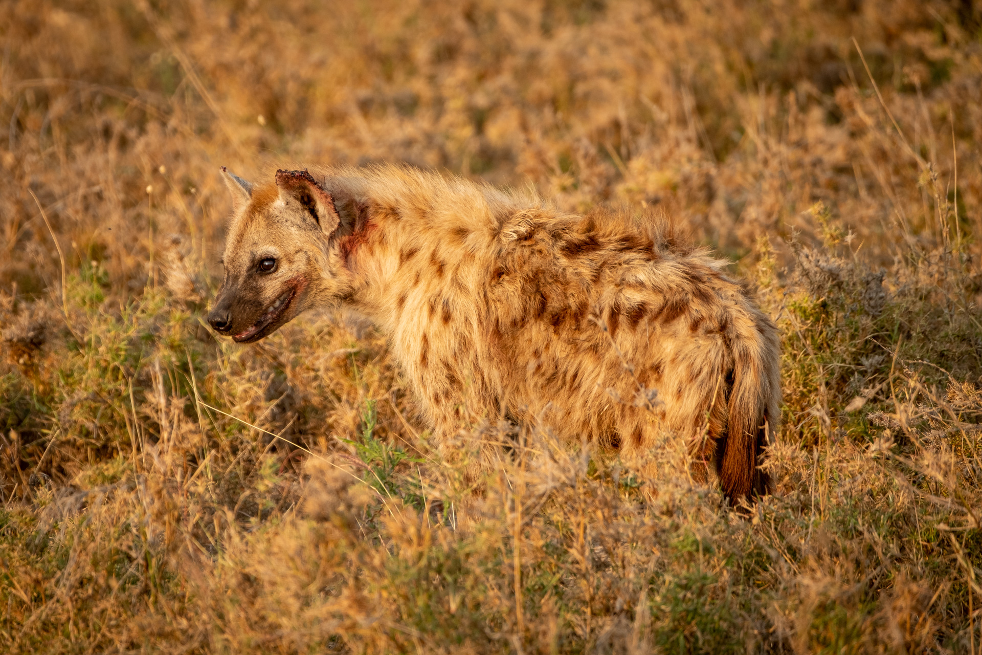 Hyäne mit perfekter Tarnung in der Serengeti.