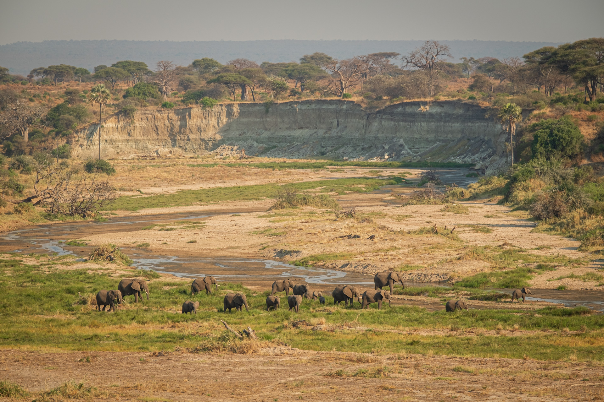 Elefantenherde im Tarangire Flussbett.