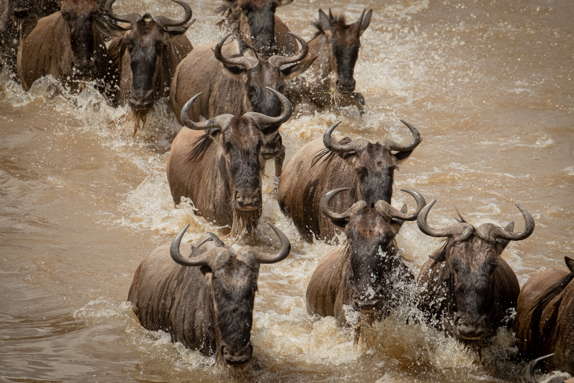 Gnus während auf Flussüberquerung in der nördlichen Serengeti.