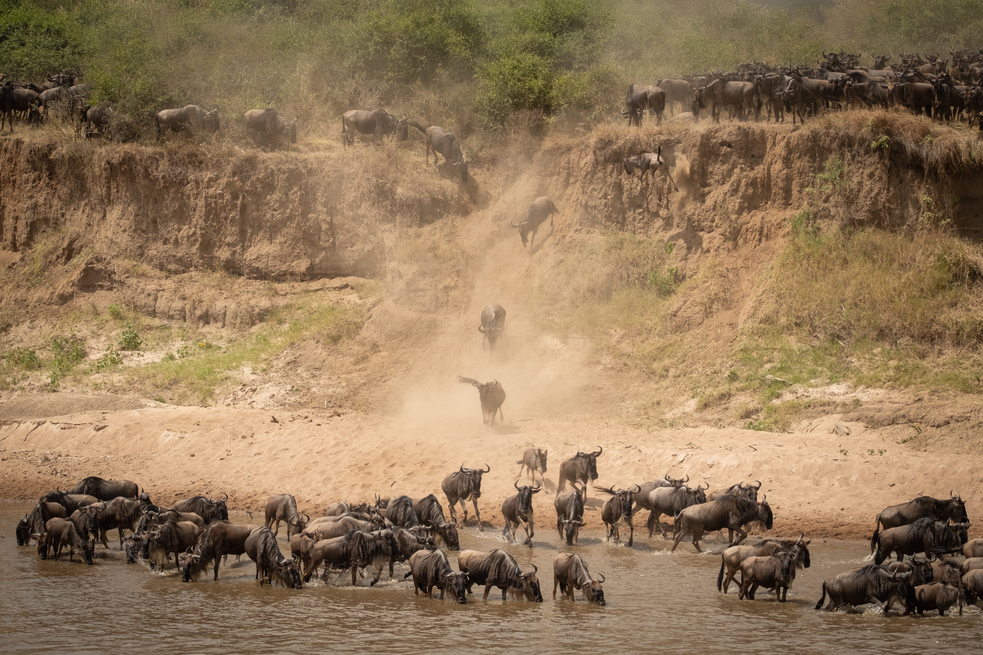 Gnus auf Flussüberquerung in der nördlichen Serengeti.
