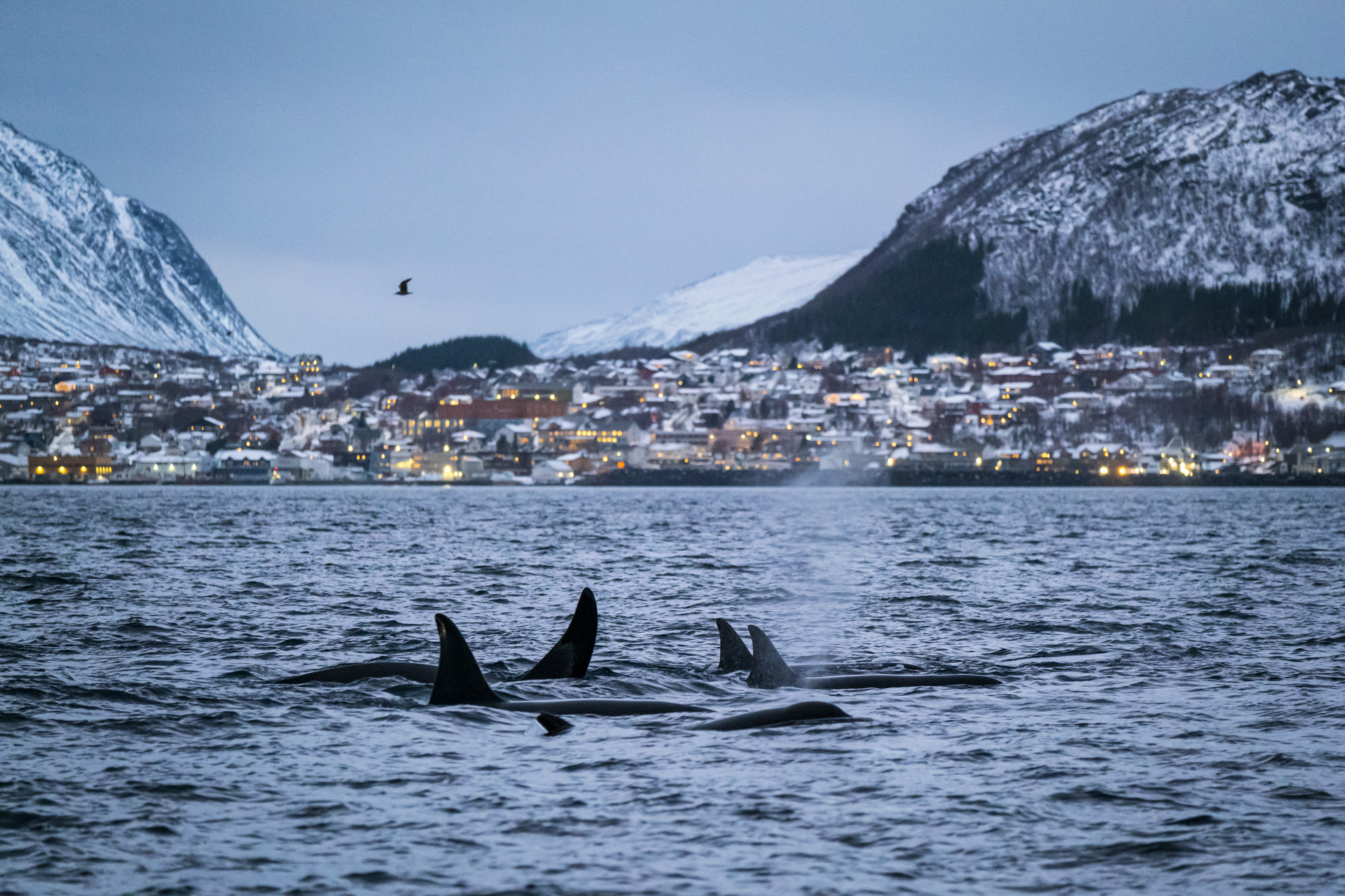 Orca Familie im Fjord vor Skjervøy.