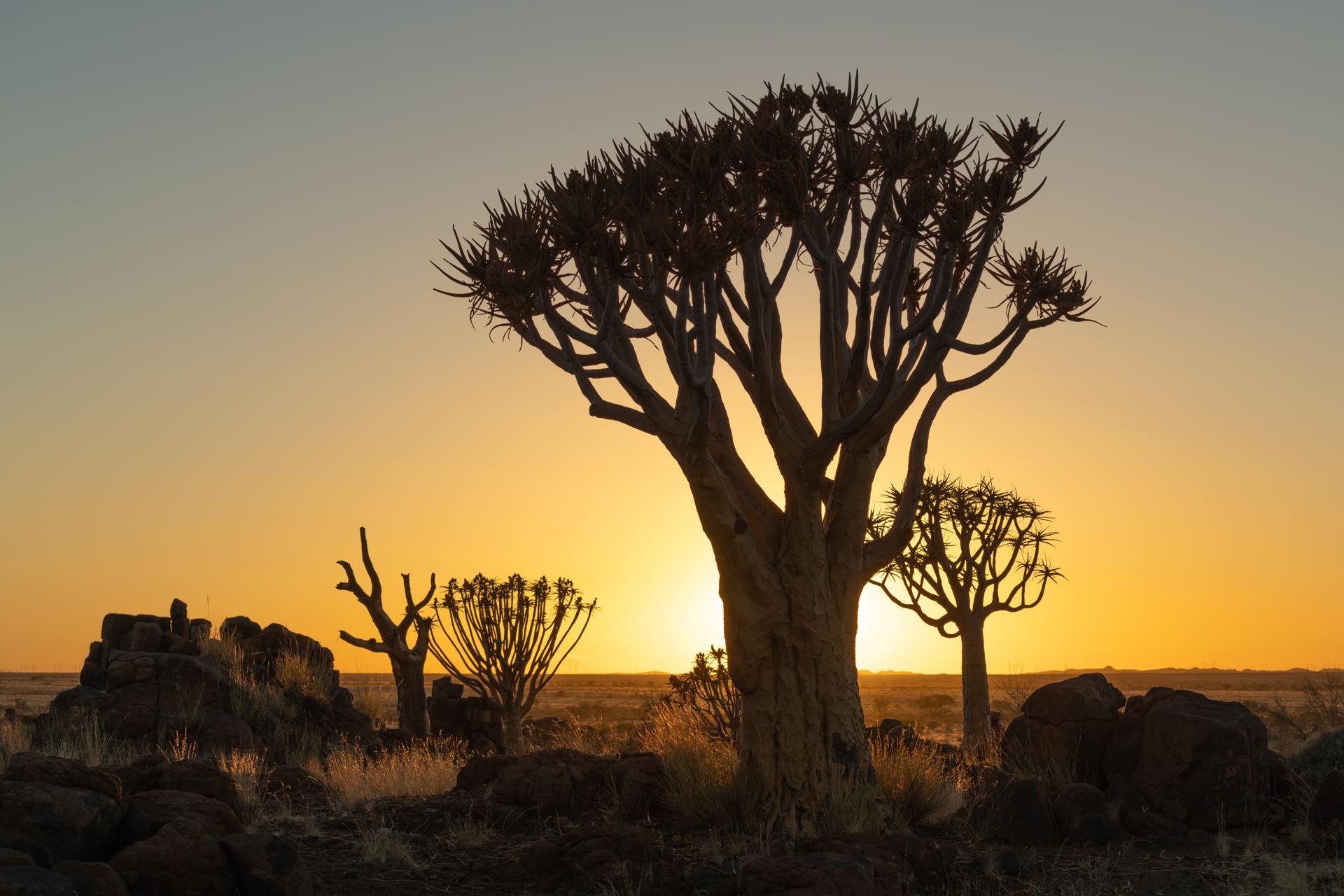 Köcherbäume Namibia 2021