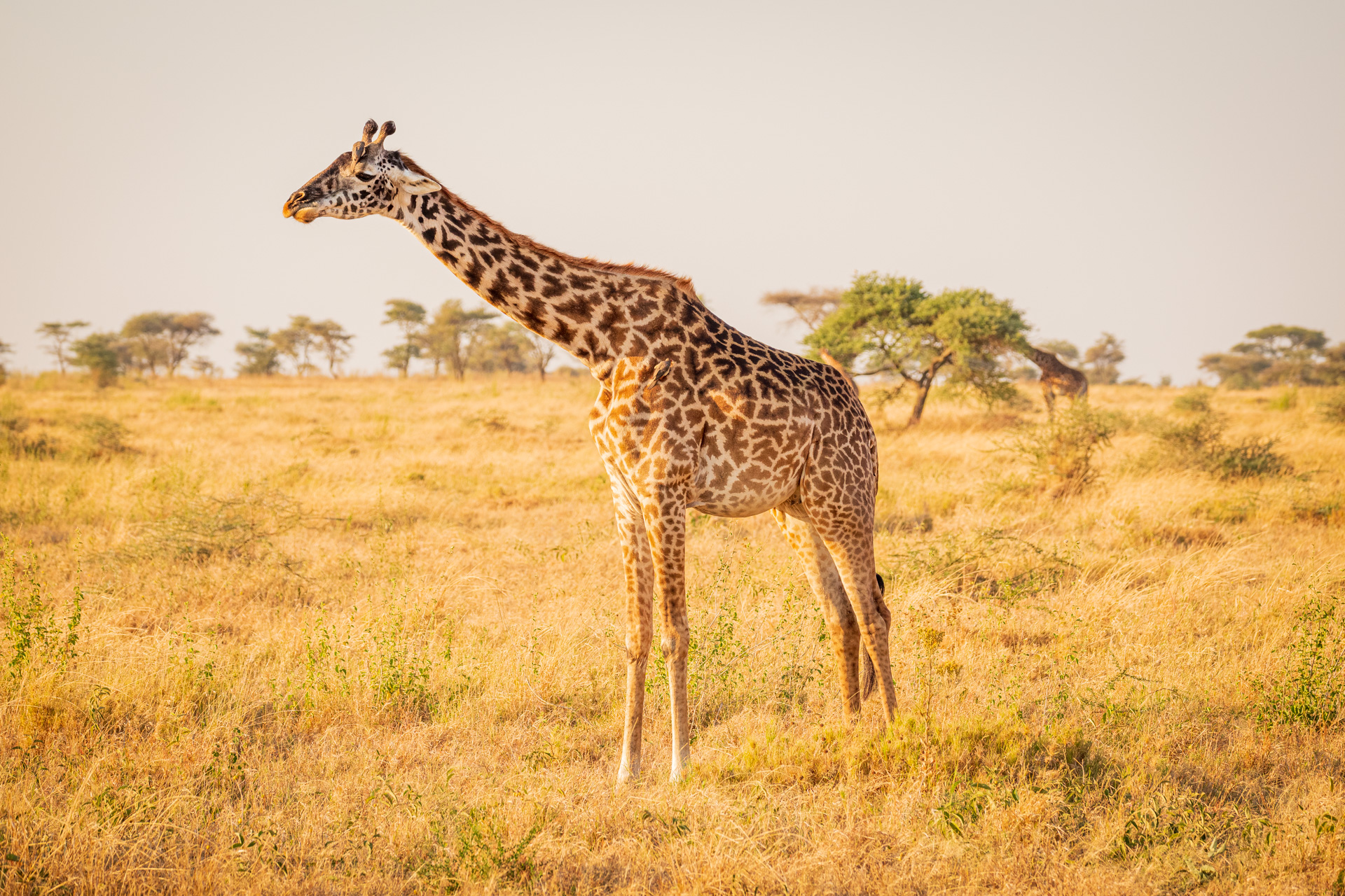 Serengeti Giraffe