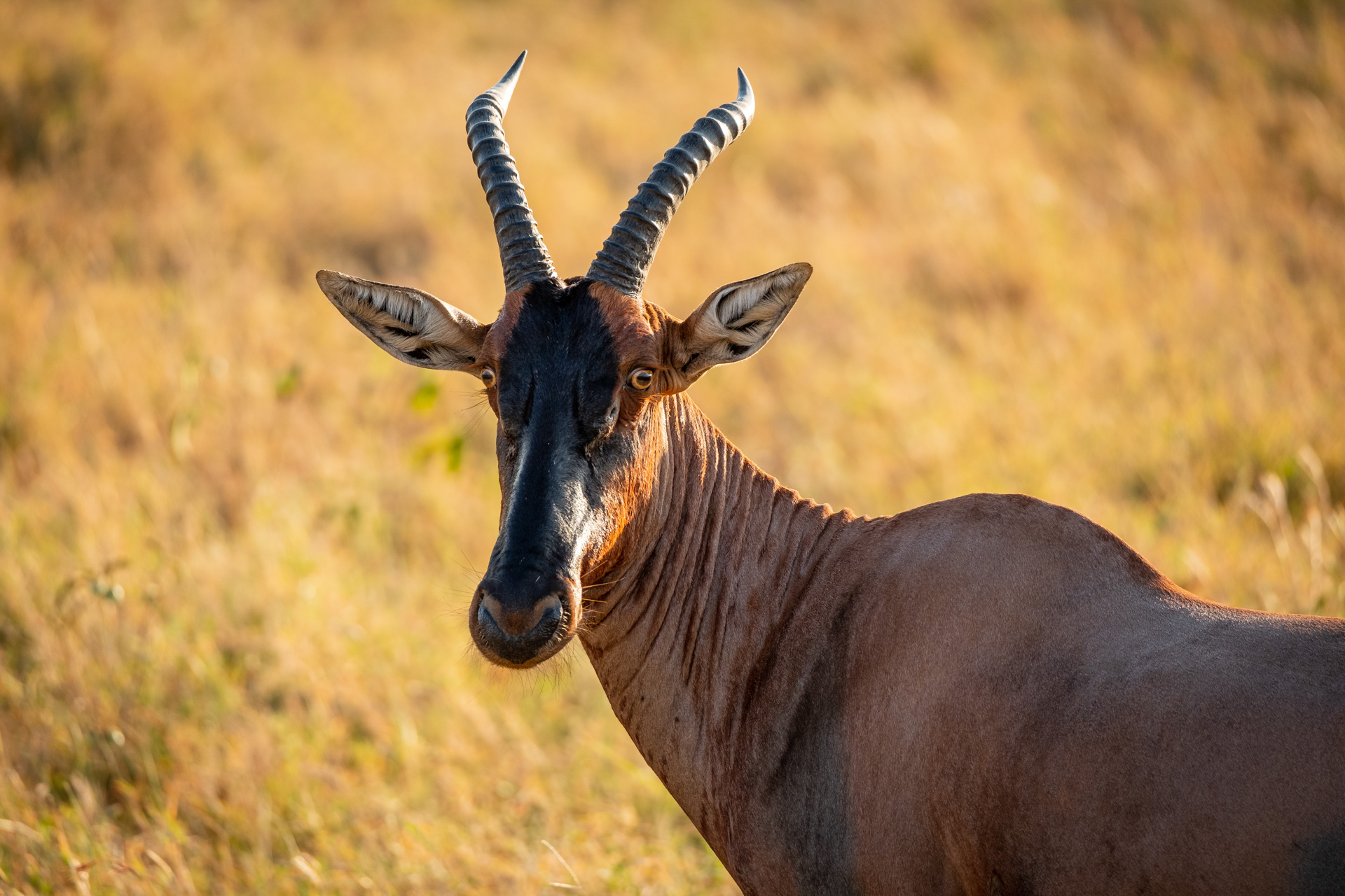 Serengeti Antilope.