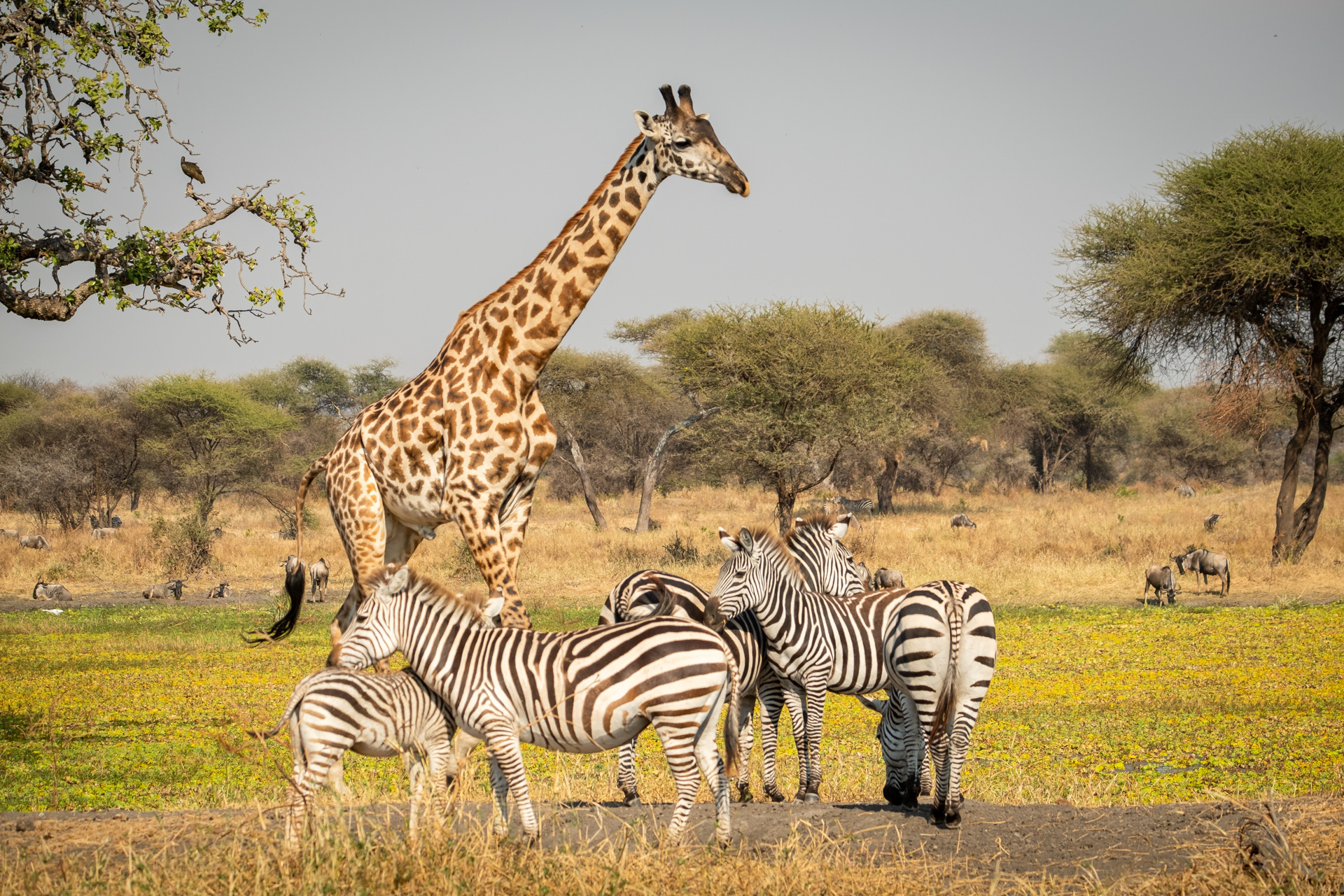 Giraffe und Zebras im Tarangire Nationalpark.