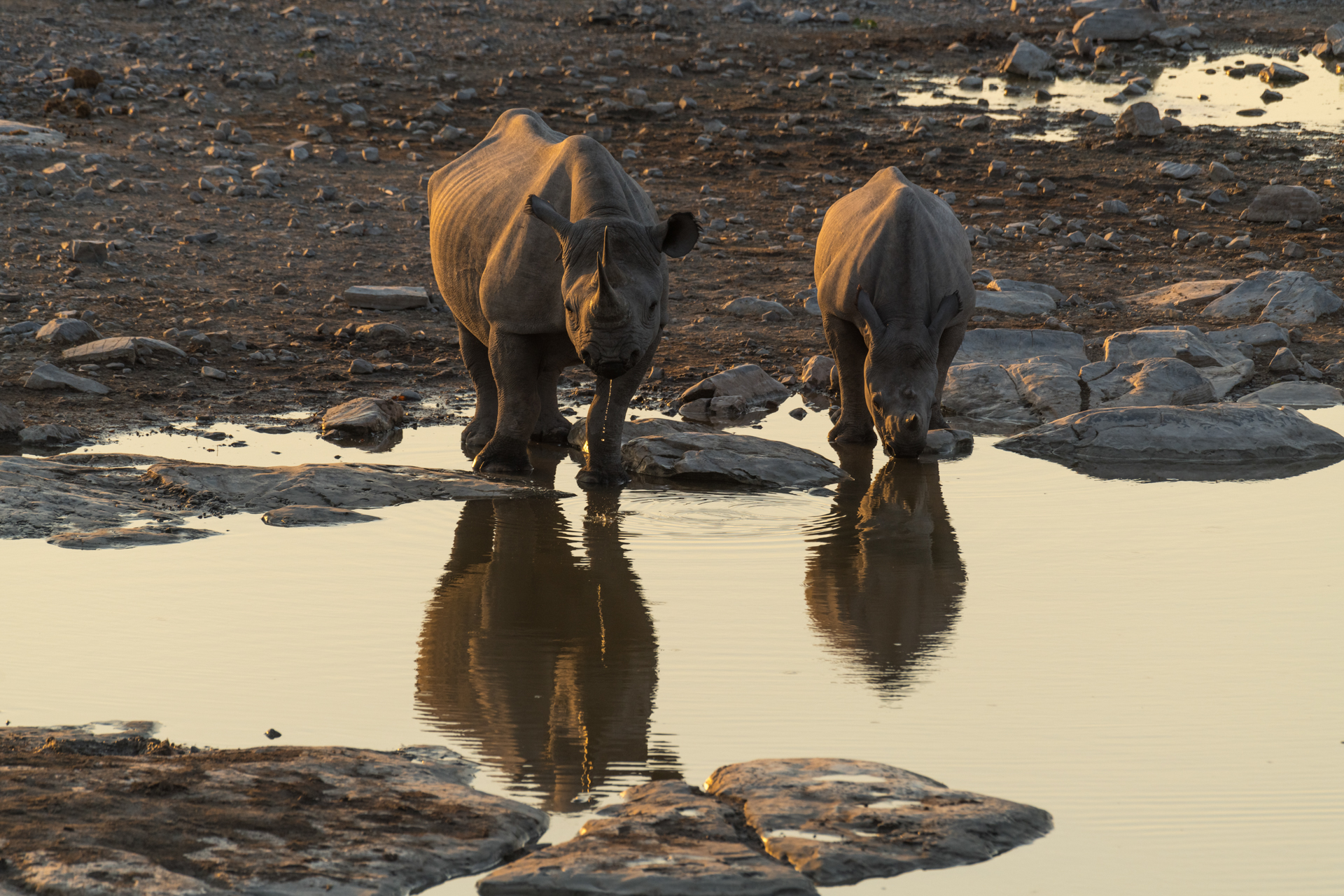 Nashörner am Wasserloch im Etosha Nationalpark.