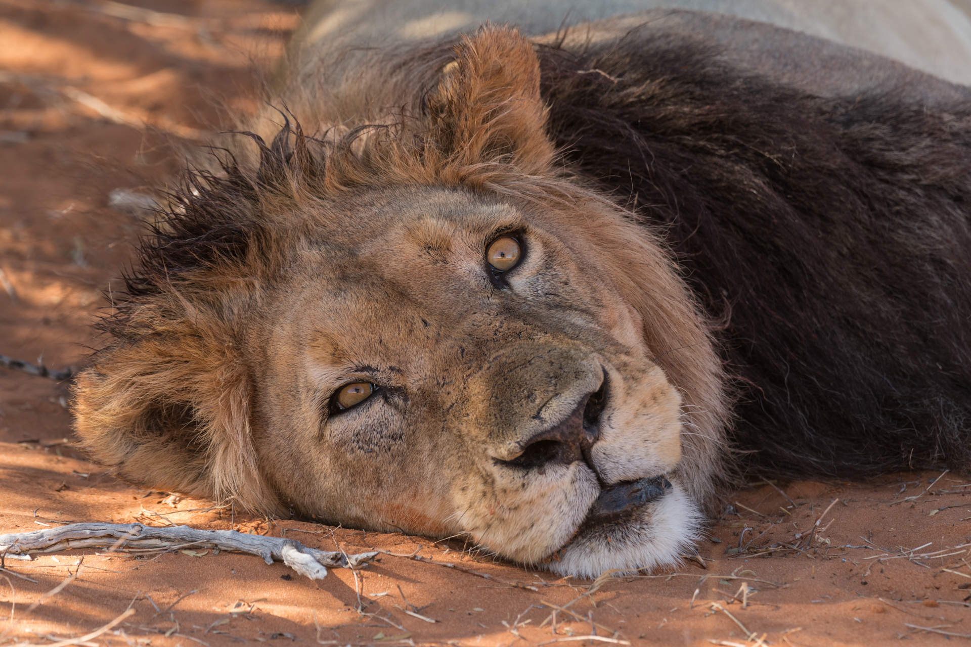 Entspannter Löwe in Namibia.