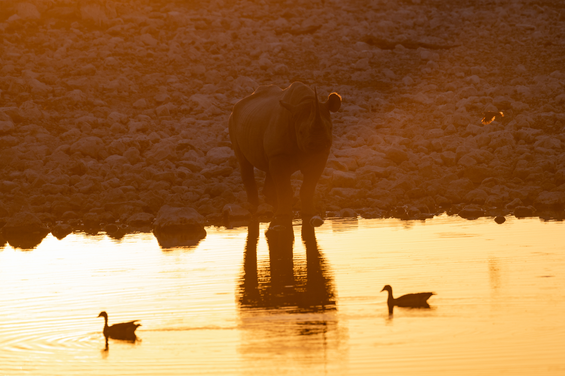 Nashorn bei Sonnenuntergang im Etosha Nationalpark.