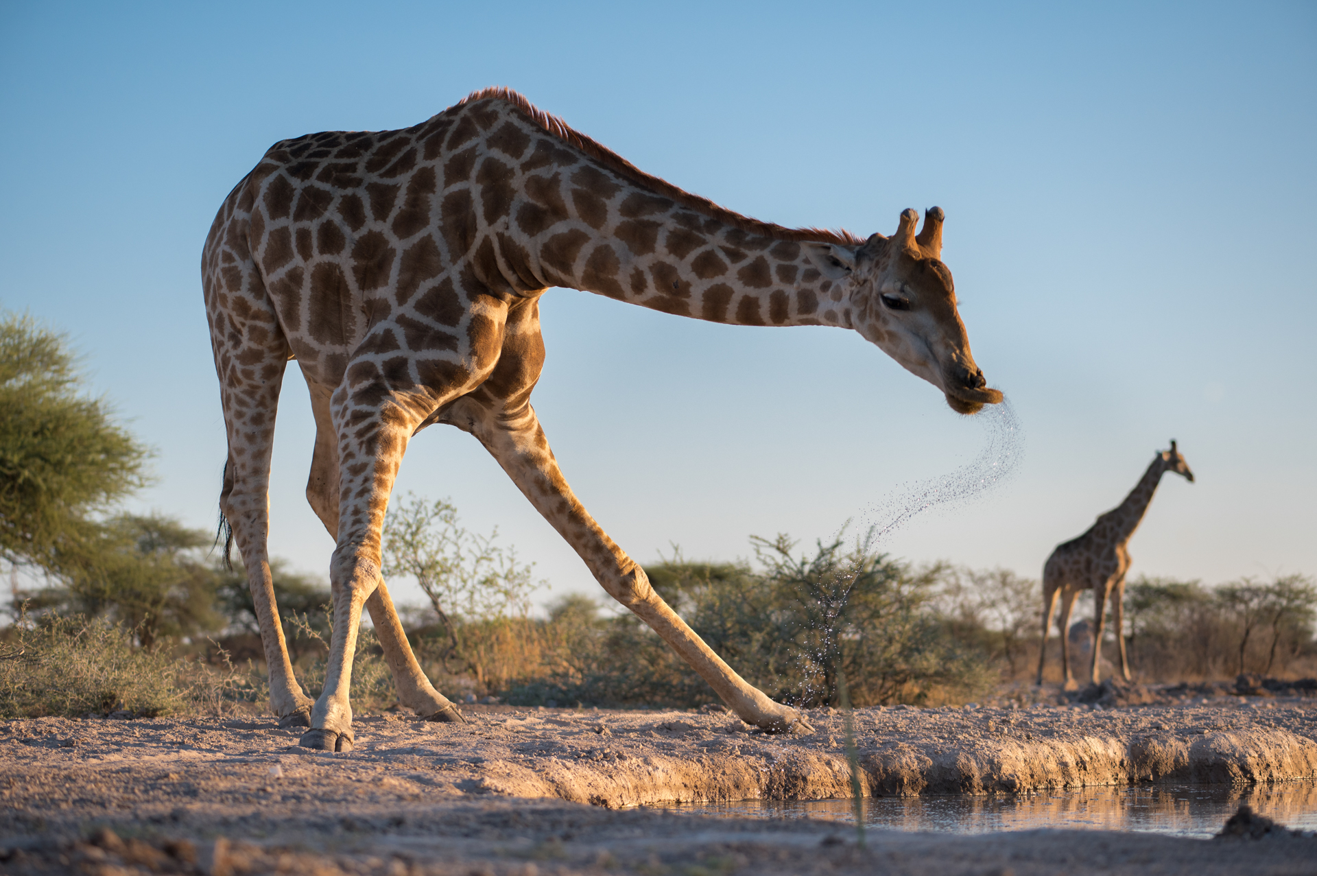 Giraffe am Wasserloch im Etosha Nationalpark.