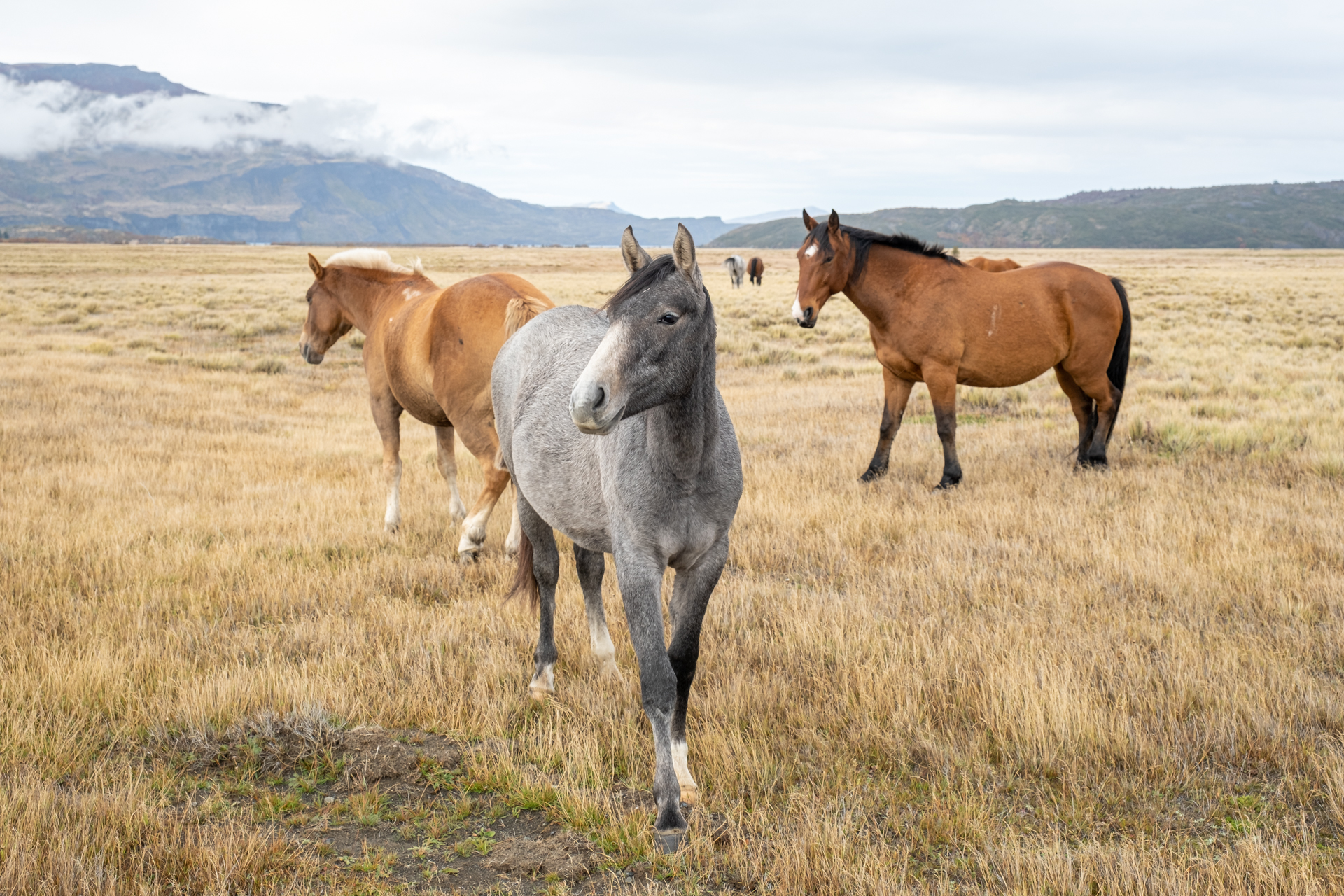 Pferde im Nationalpark Torres del Paine.