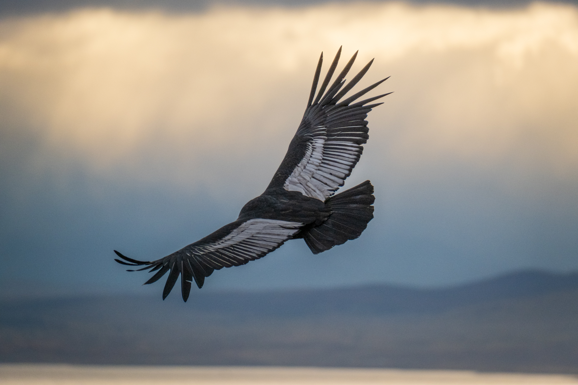 Kondor in Patagonien 2022