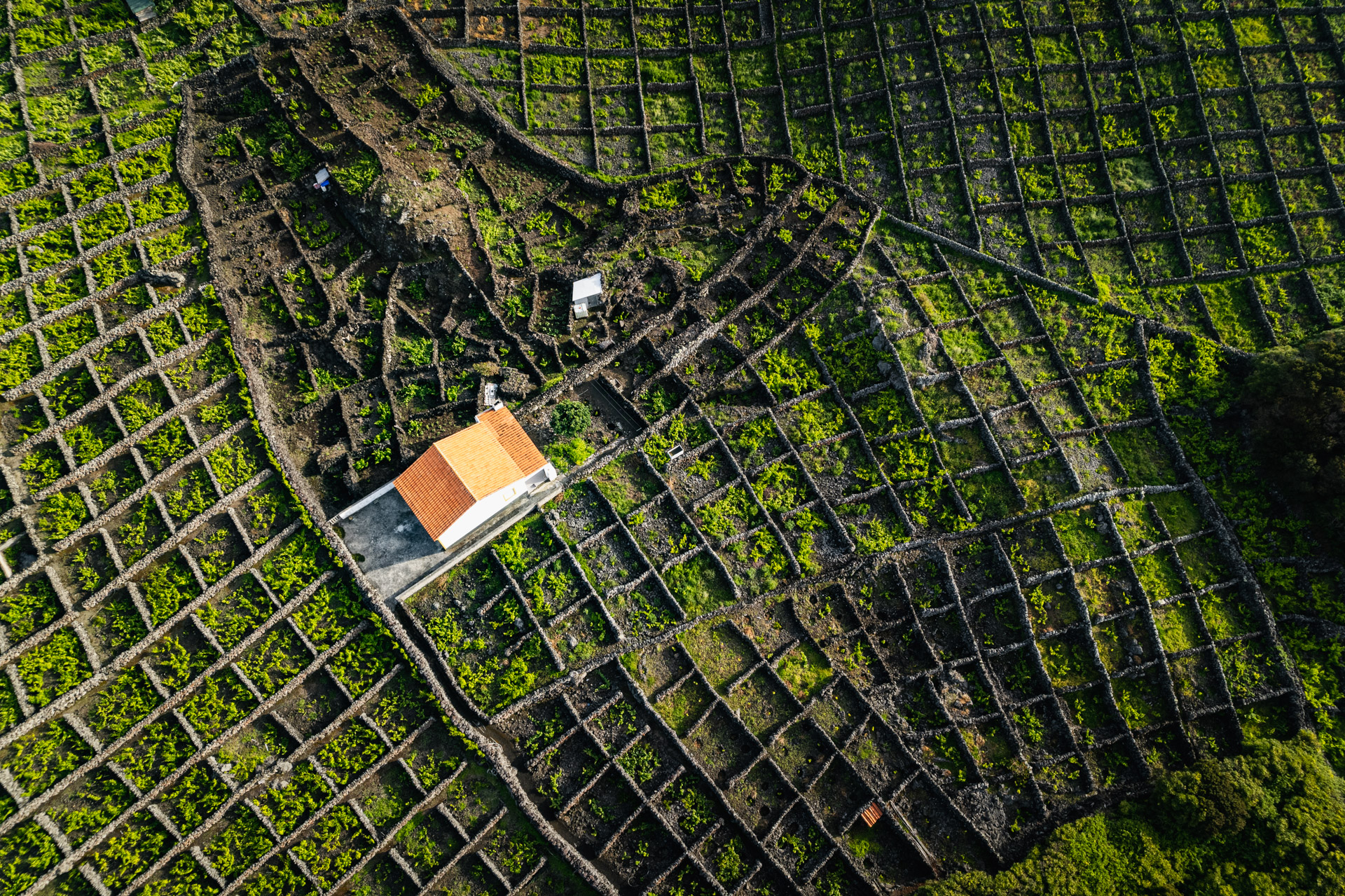 Weinfelder auf Lavagestein auf der Insel Terceira.