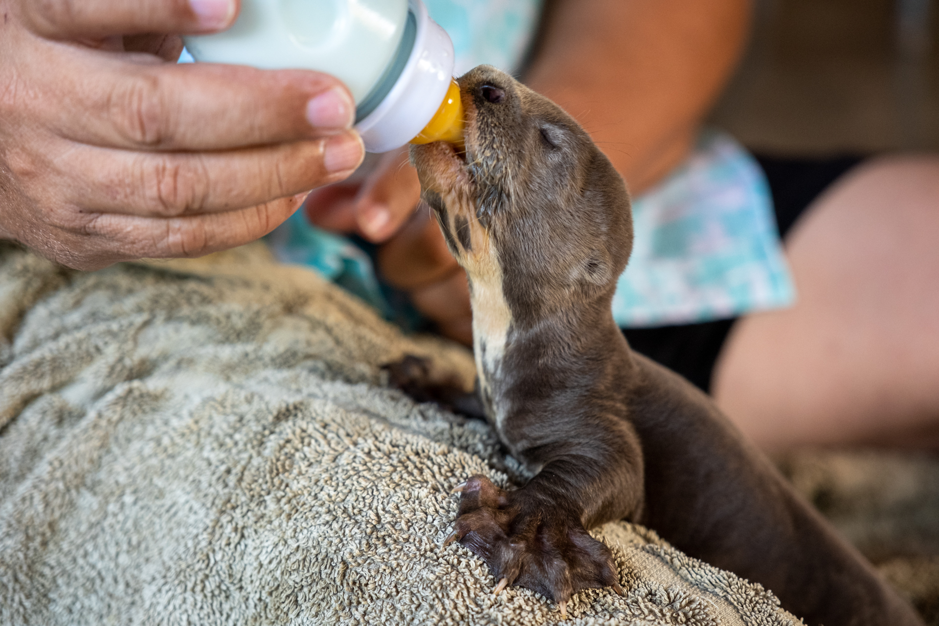 Giant Otter Baby being fed by Lodge Owner in Guyana.