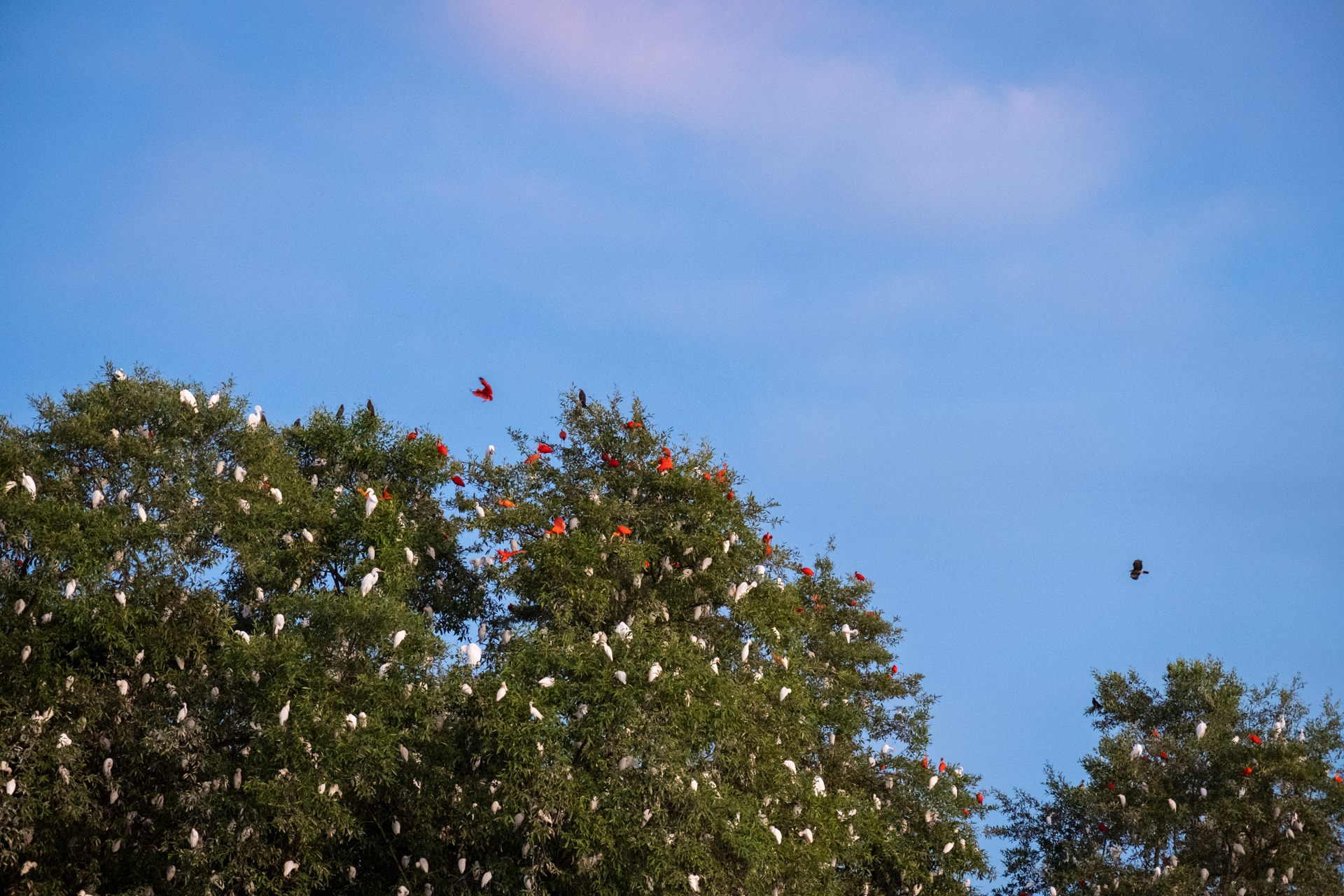 Herons and Scarlet Ibis in Guyana.