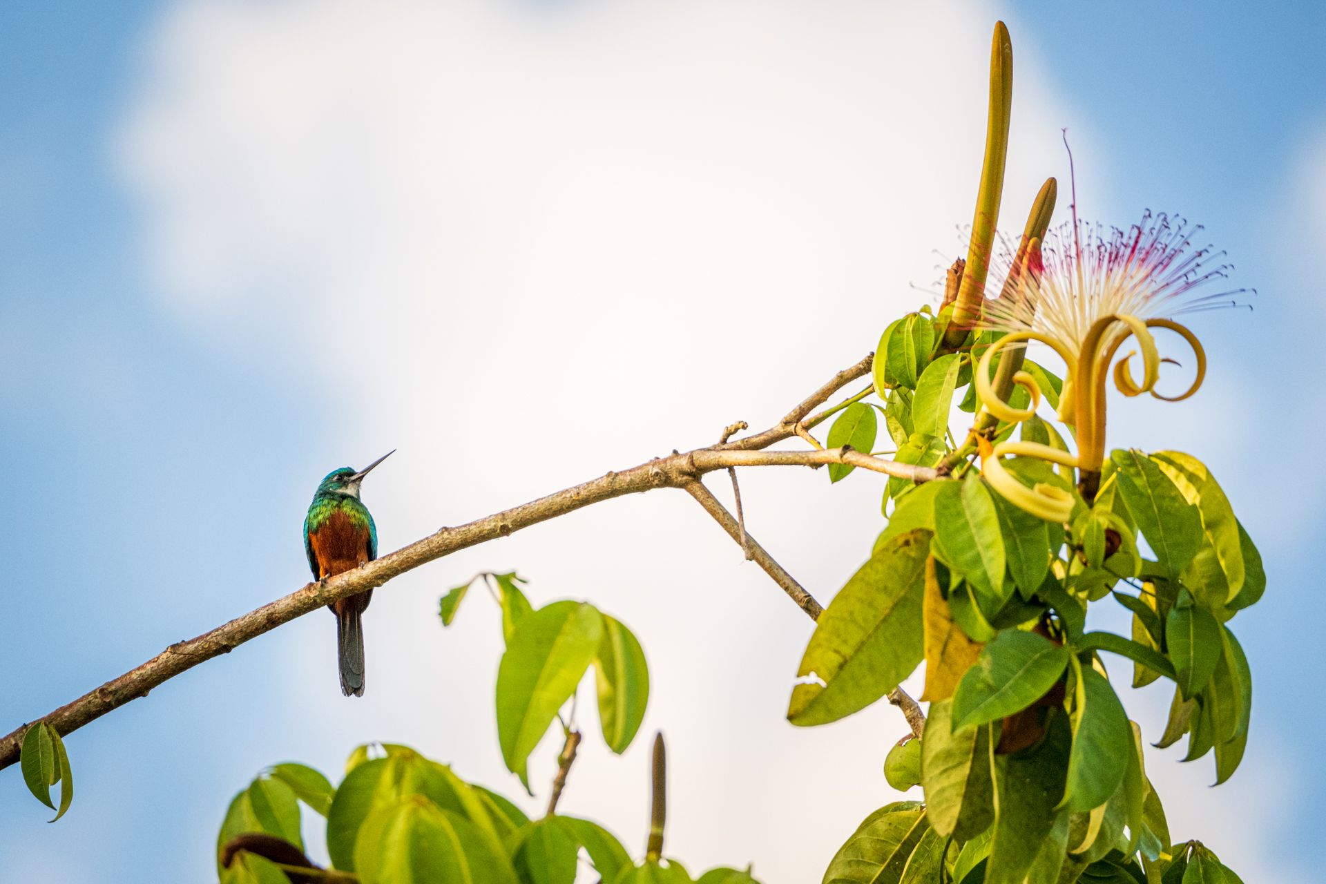 Hummingbird perched on a branch on Guyana.